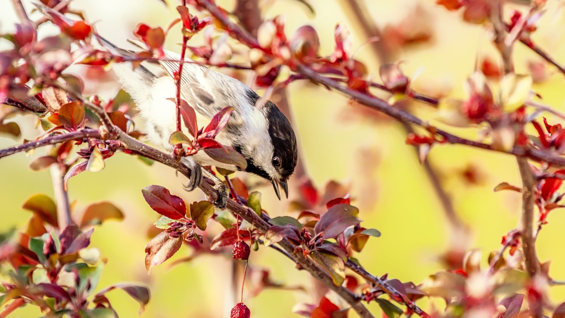 Обои дерево, ветки, птица, плоды, яблоня, синица, tree, branches, bird, fruit, apple, tit разрешение 3840x2560 Загрузить