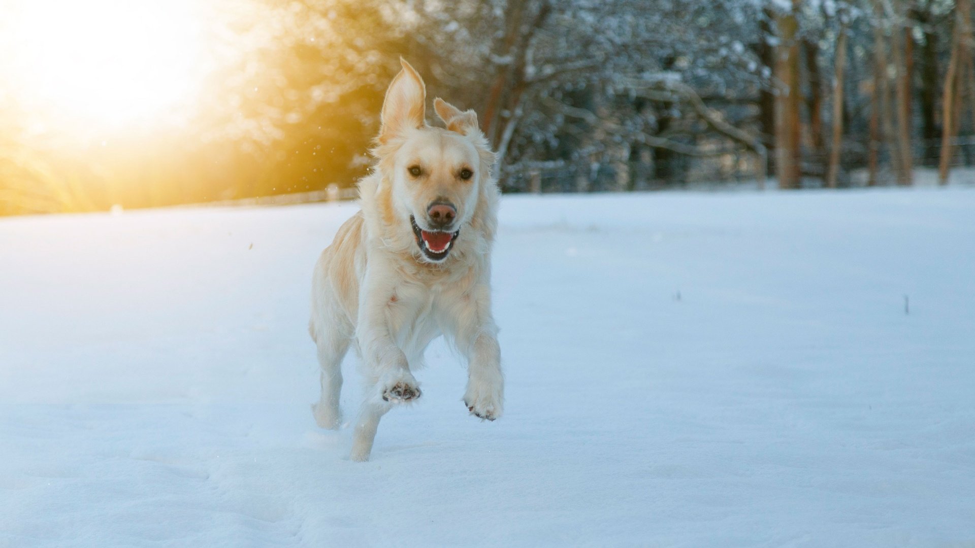 Обои глаза, морда, снег, зима, взгляд, собака, бег, eyes, face, snow, winter, look, dog, running разрешение 3840x2560 Загрузить