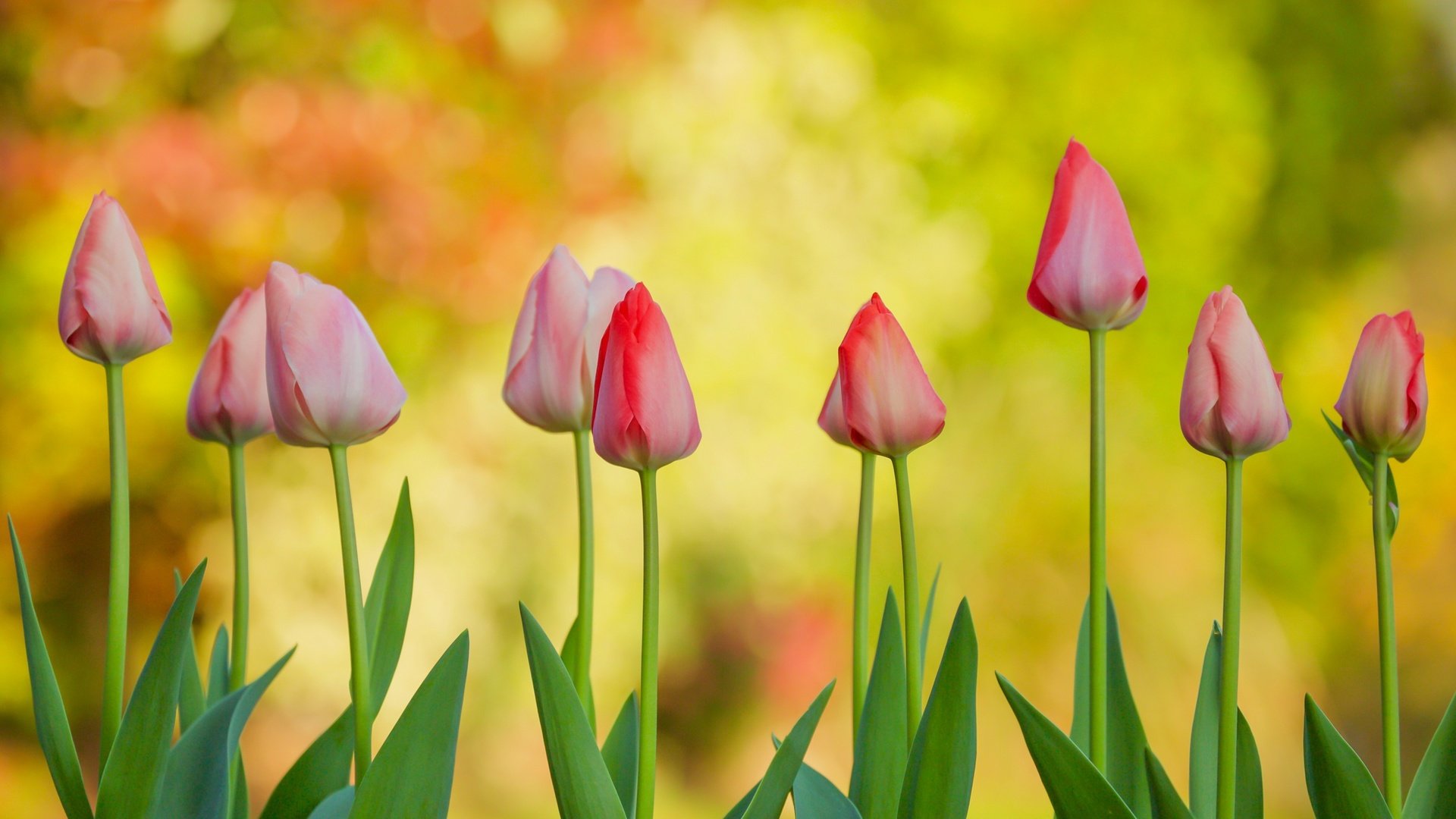 Обои цветы, бутоны, фон, тюльпаны, flowers, buds, background, tulips разрешение 2400x1331 Загрузить