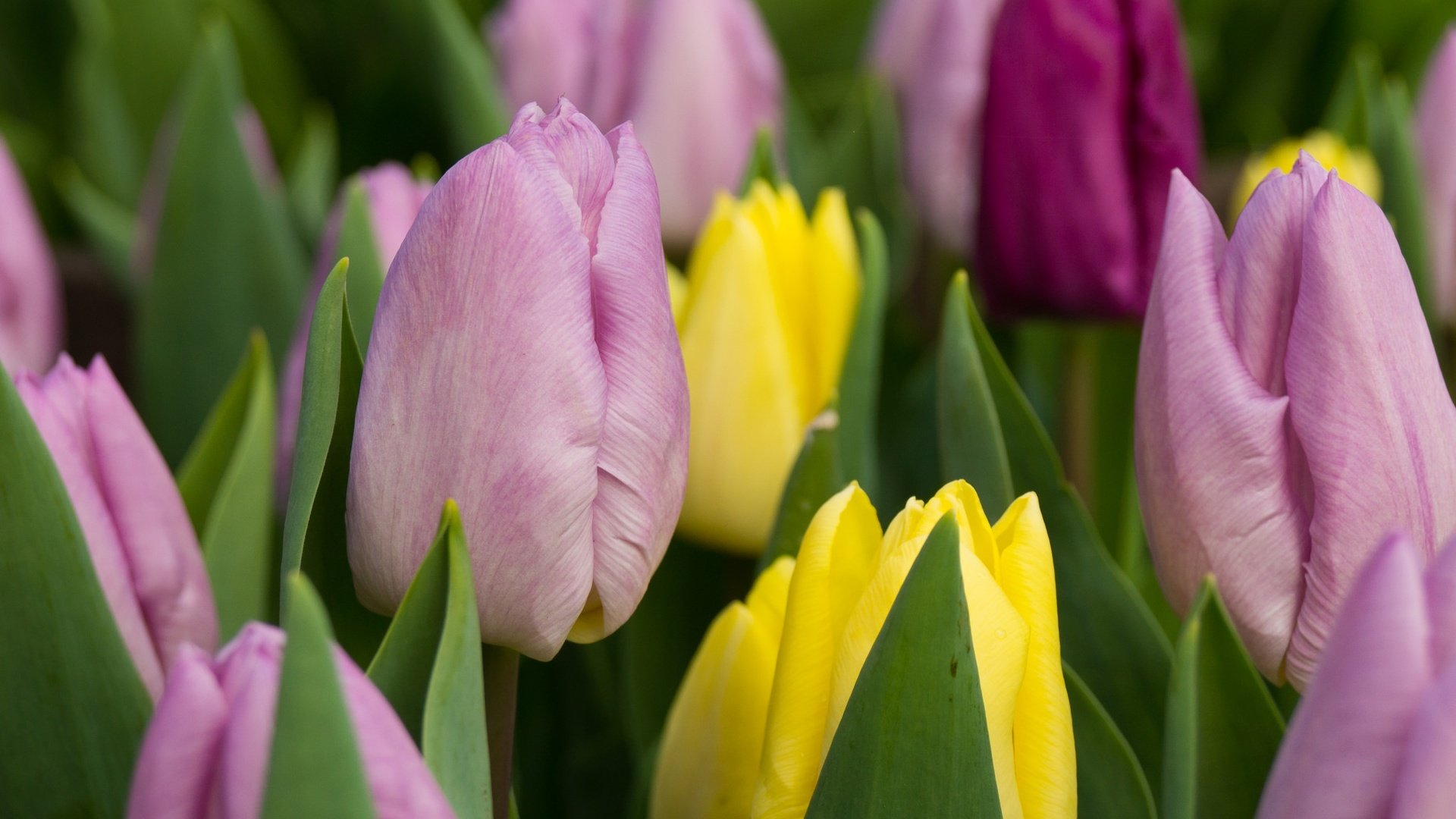 Обои цветы, бутоны, разноцветные, тюльпаны, flowers, buds, colorful, tulips разрешение 2048x1365 Загрузить