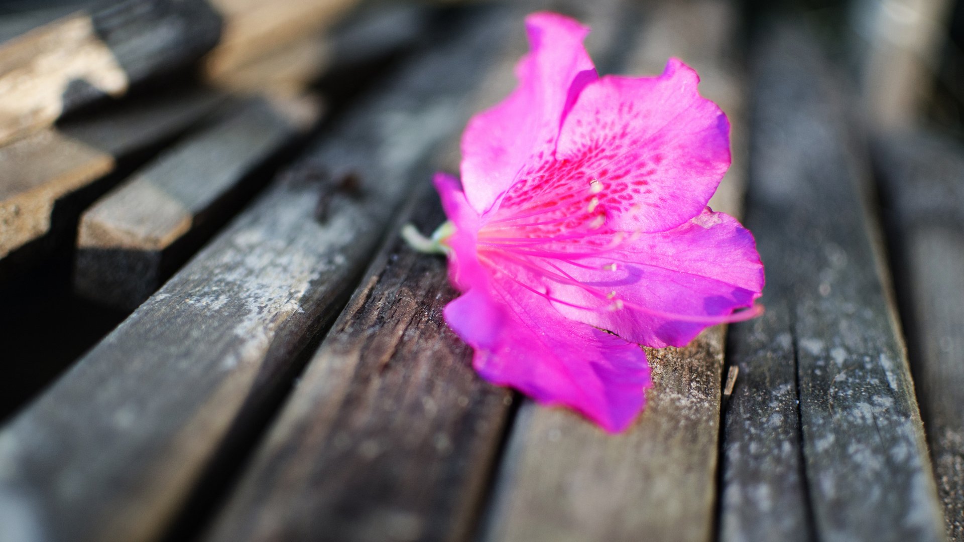 Обои цветок, лепестки, лежит, бутон, скамейка, розовый, flower, petals, lies, bud, bench, pink разрешение 2048x1356 Загрузить