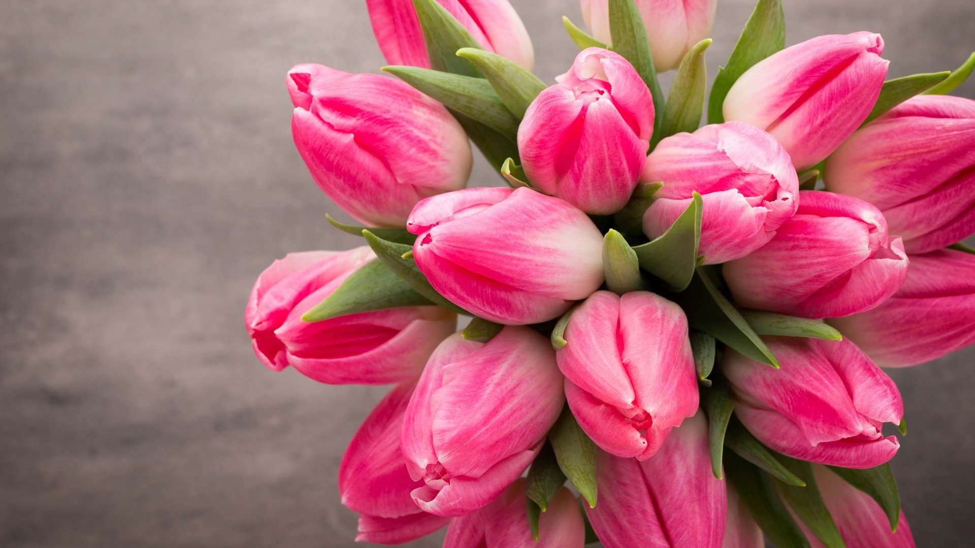 Обои цветы, букет, тюльпаны, розовые, весенние, flowers, bouquet, tulips, pink, spring разрешение 2559x1600 Загрузить