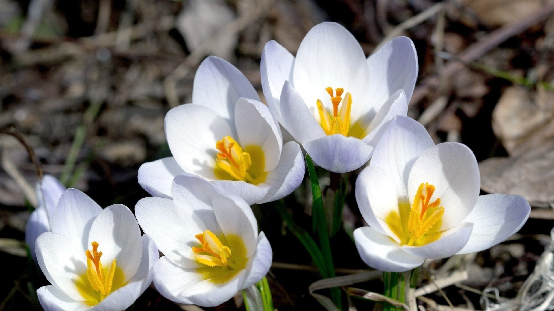 Обои цветы, макро, лепестки, весна, крокусы, flowers, macro, petals, spring, crocuses разрешение 2048x1335 Загрузить