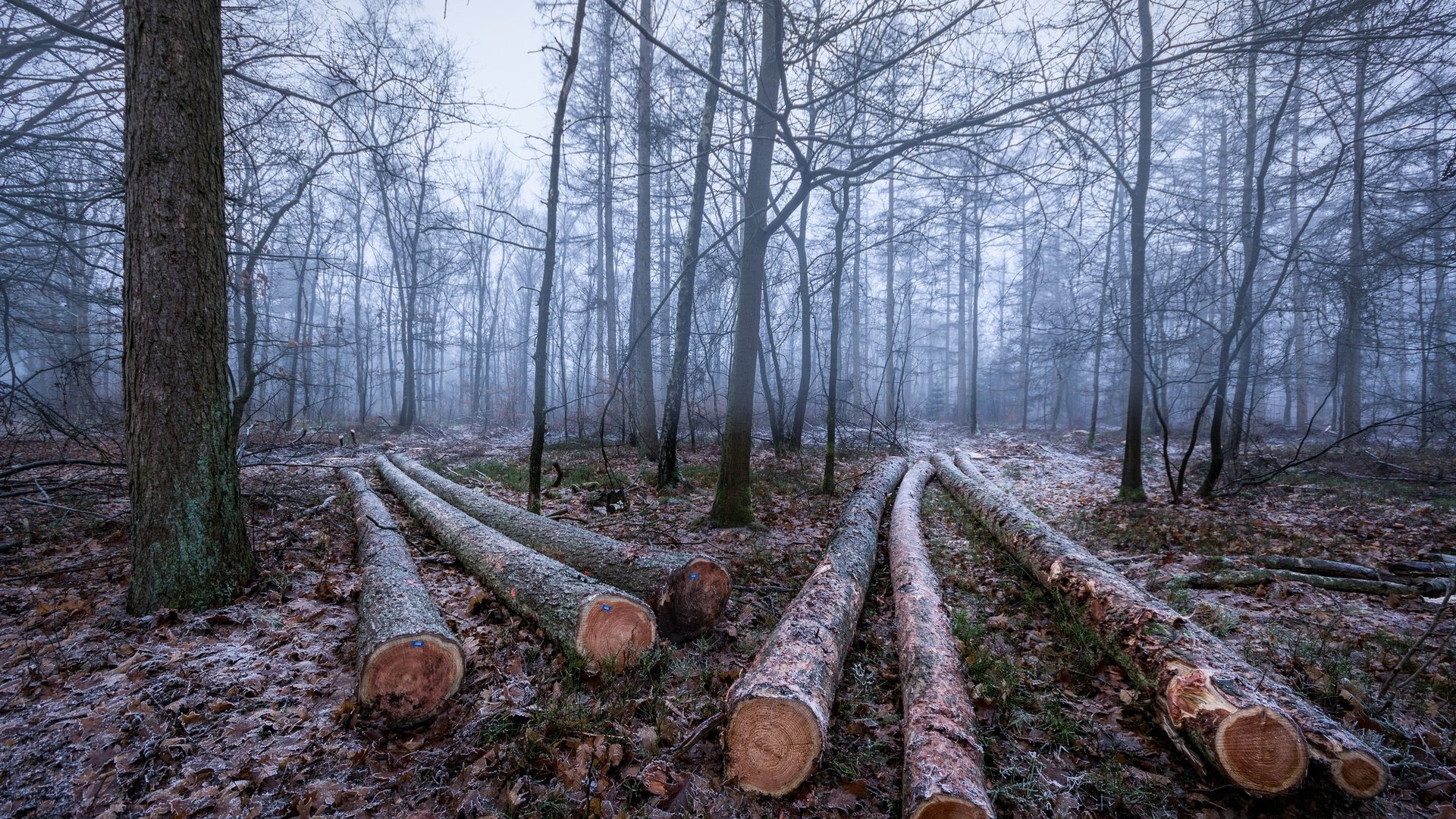 Обои деревья, лес, зима, иней, бревна, trees, forest, winter, frost, logs разрешение 2048x1365 Загрузить