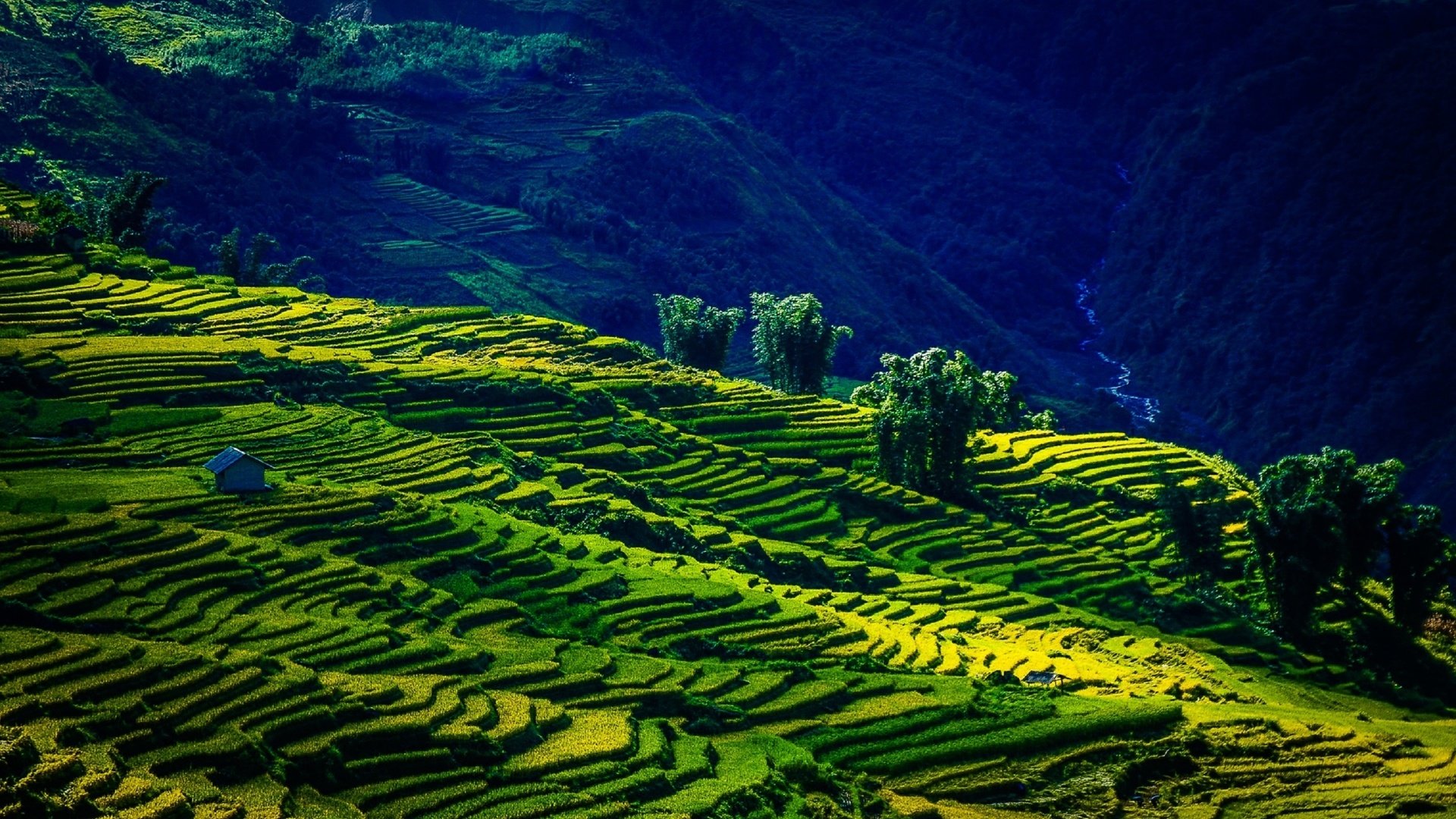 Обои горы, поля, лето, вьетнам, mountains, field, summer, vietnam разрешение 2560x1619 Загрузить