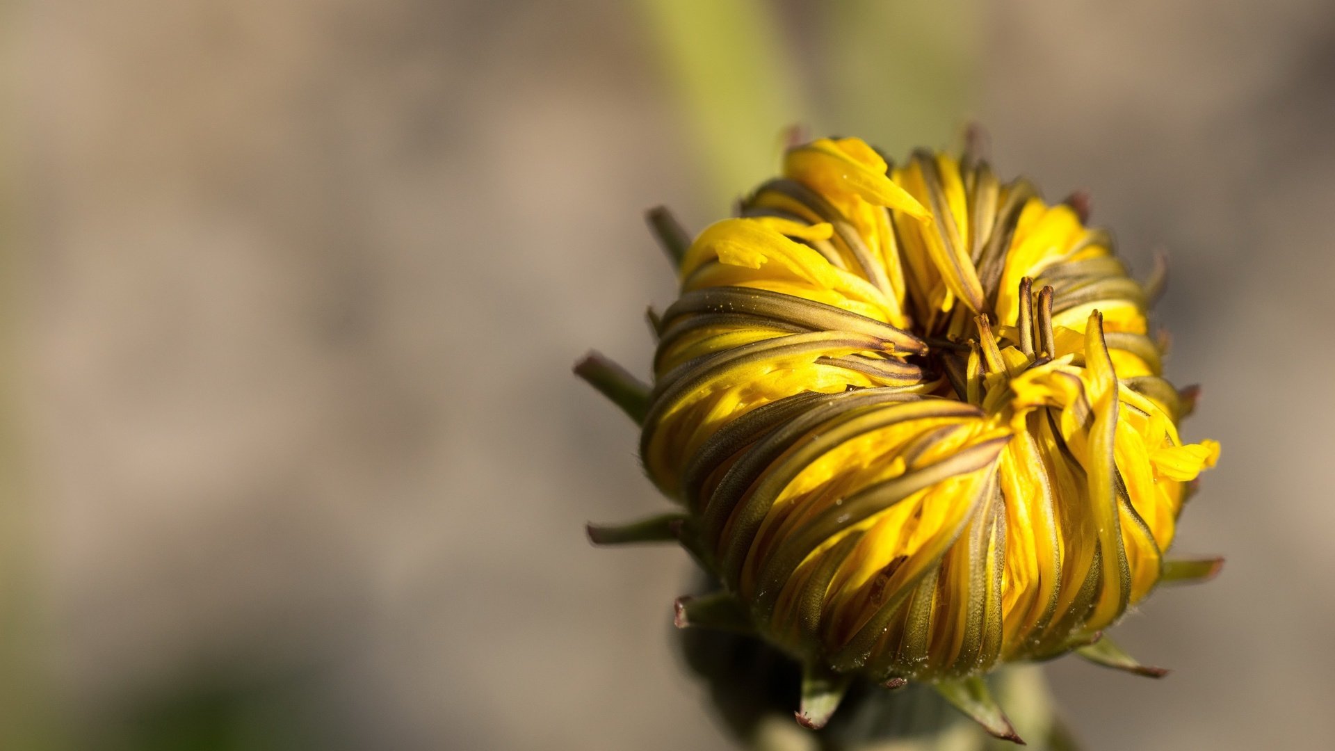 Обои макро, цветок, бутон, одуванчик, macro, flower, bud, dandelion разрешение 2560x1440 Загрузить