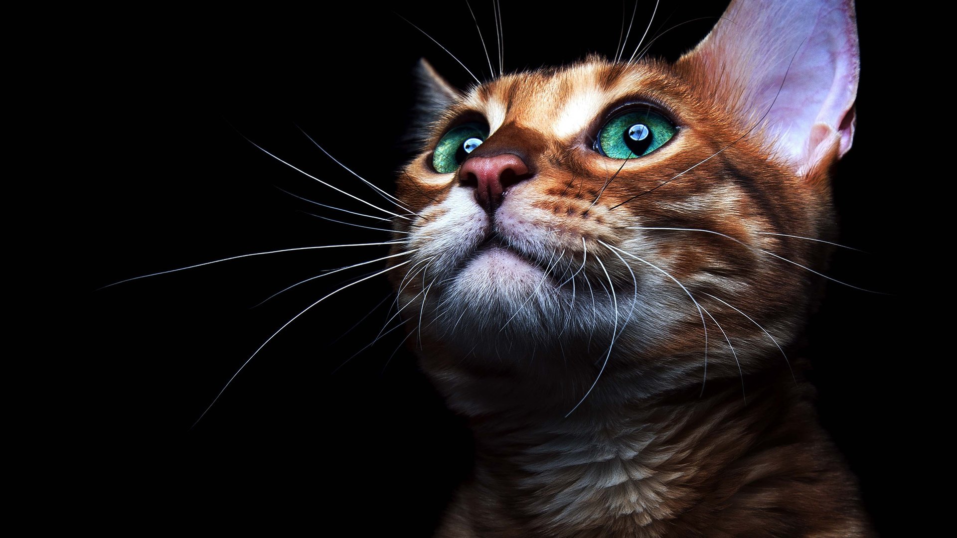 Обои морда, зеленые глаза, кот, усы, кошка, взгляд, котенок, черный фон, уши, рыжий, red, face, green eyes, cat, mustache, look, kitty, black background, ears разрешение 3000x2260 Загрузить