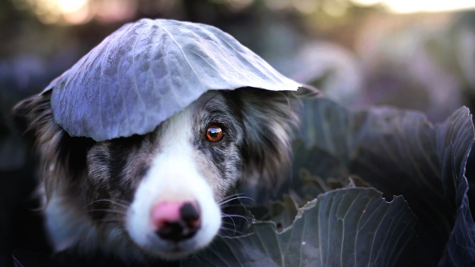 Мокрая собака с листом на голове обои
