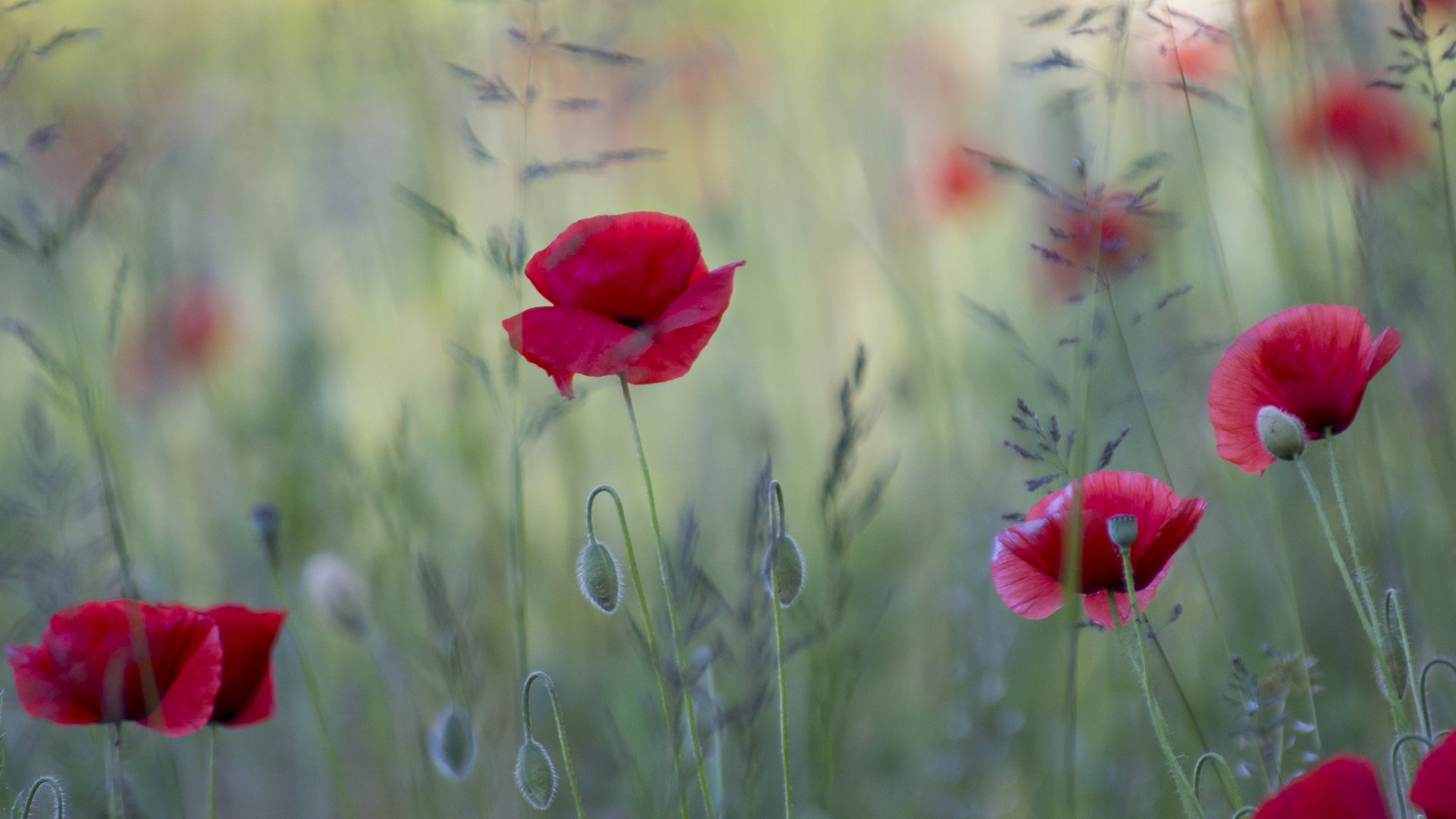 Обои цветы, поле, красные, маки, flowers, field, red, maki разрешение 2048x1297 Загрузить