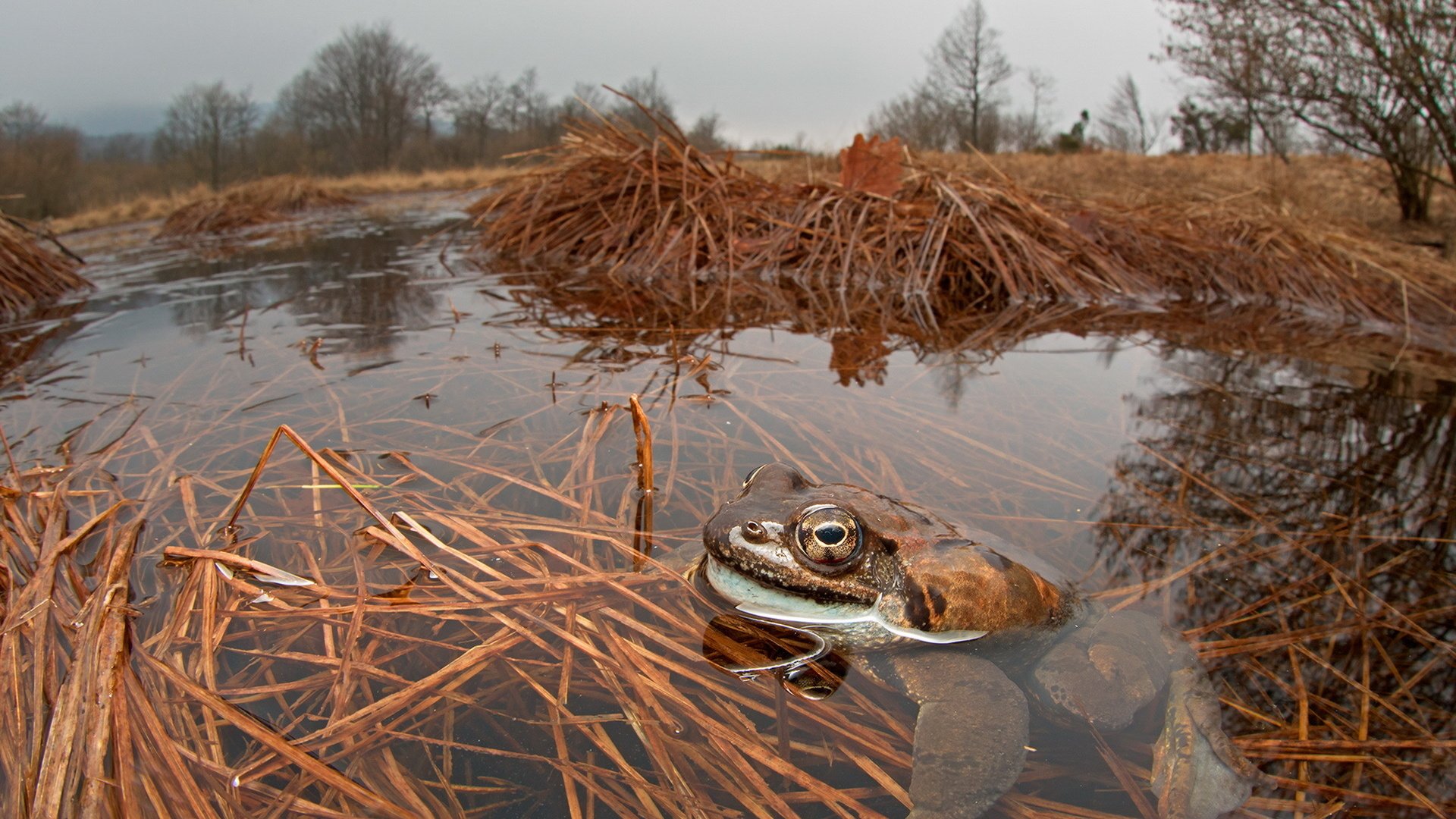 Обои глаза, природа, лапы, взгляд, лягушка, пруд, жаба, eyes, nature, paws, look, frog, pond, toad разрешение 1920x1132 Загрузить