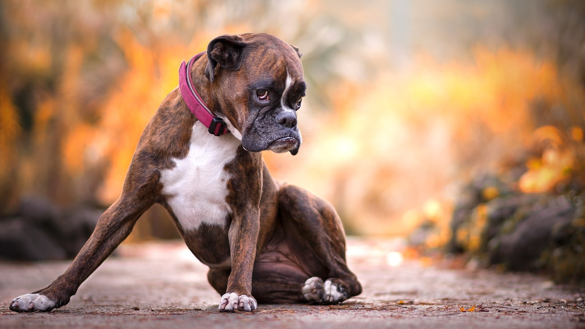 Обои природа, лапы, взгляд, собака, друг, ошейник, боксер, nature, paws, look, dog, each, collar, boxer разрешение 2048x1365 Загрузить