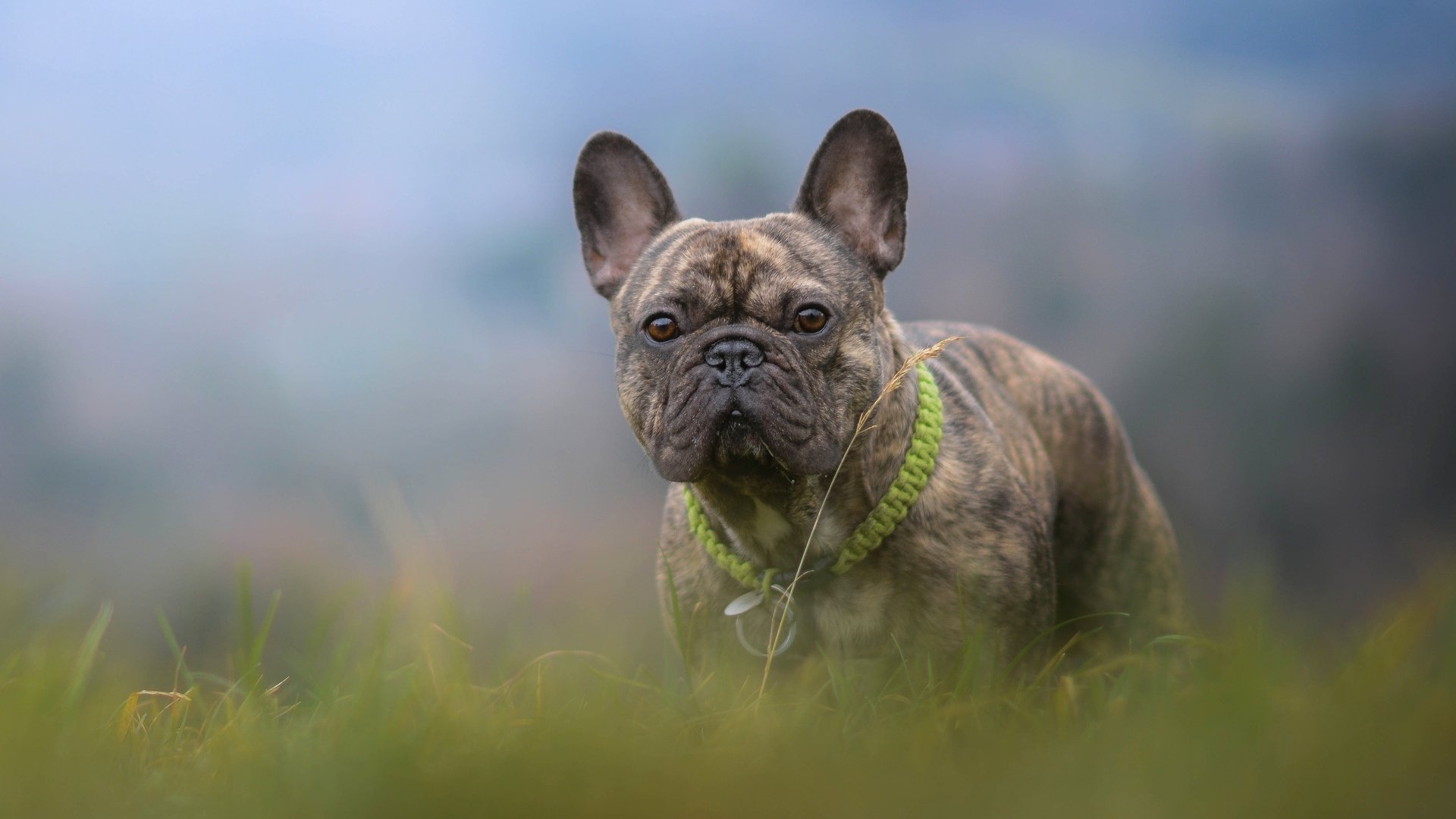 Обои трава, собака, боке, французский бульдог, grass, dog, bokeh, french bulldog разрешение 4858x3036 Загрузить