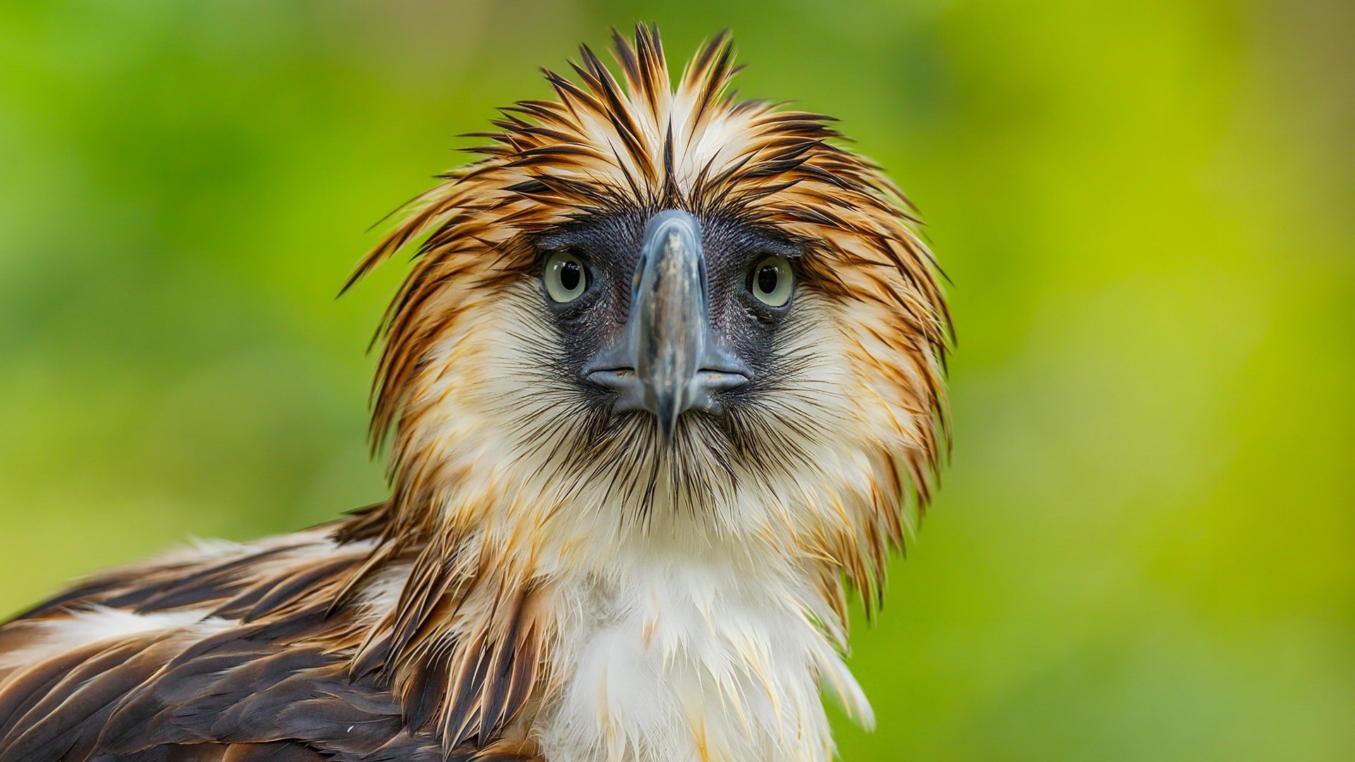 Обои взгляд, орел, птица, клюв, перья, филиппинский орёл, look, eagle, bird, beak, feathers, philippine eagle разрешение 1920x1391 Загрузить