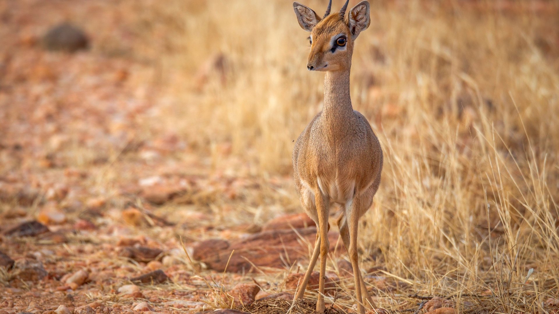 Обои природа, фон, взгляд, рожки, антилопа, nature, background, look, horns, antelope разрешение 2500x1667 Загрузить