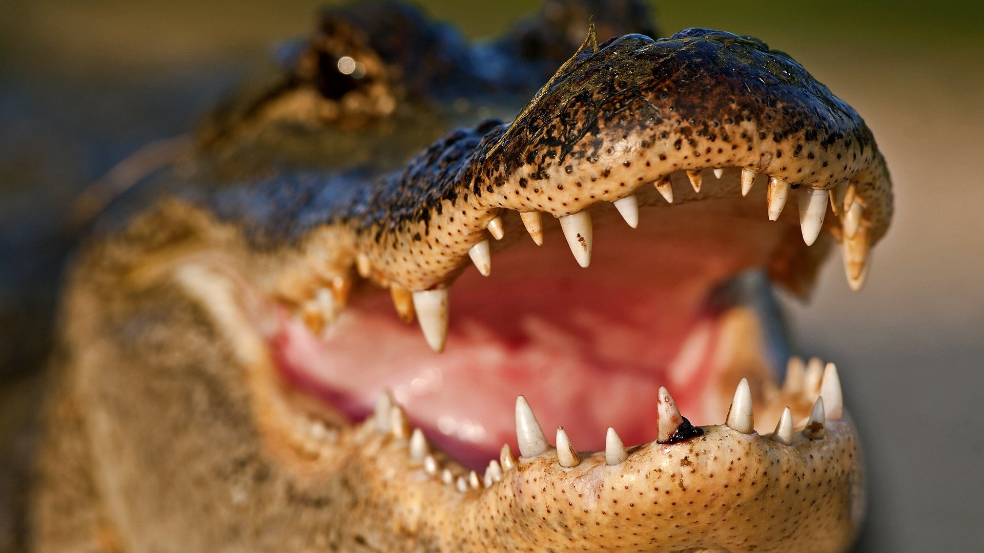 Обои зубы, крокодил, пасть, teeth, crocodile, mouth разрешение 3445x2297 Загрузить