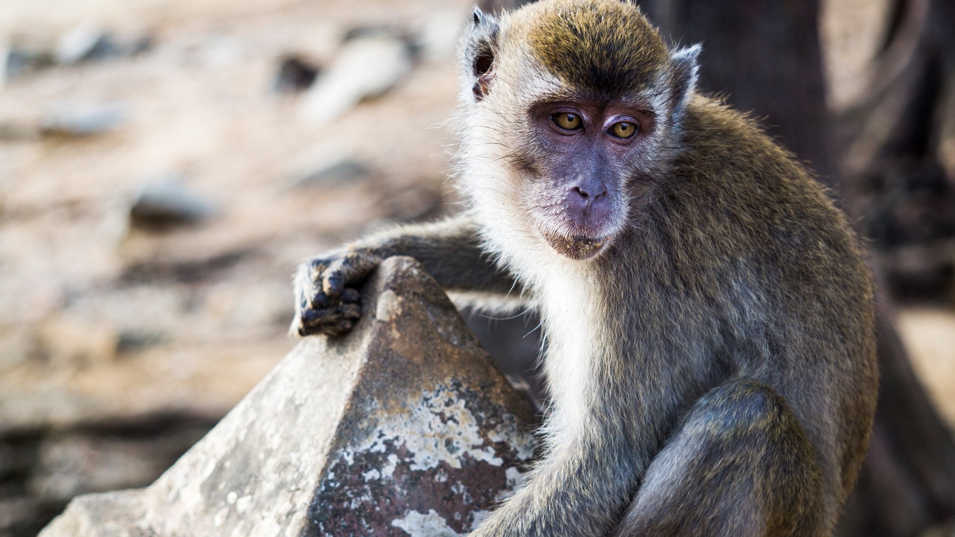 Обои глаза, взгляд, животное, обезьяна, примат, макака, eyes, look, animal, monkey, the primacy of разрешение 6000x4000 Загрузить