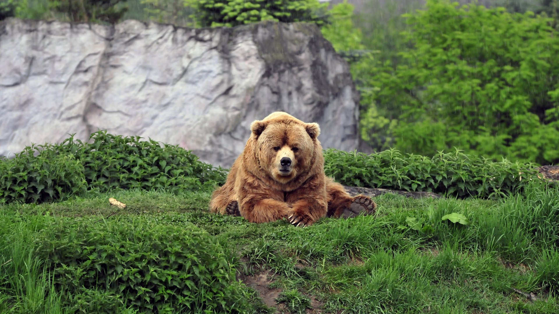 Обои медведь, bear разрешение 1920x1200 Загрузить