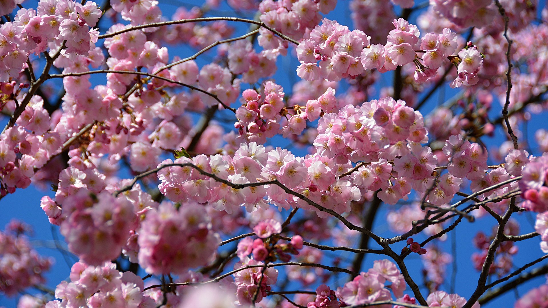 Обои небо, цветение, весна, сакура, the sky, flowering, spring, sakura разрешение 6000x4000 Загрузить