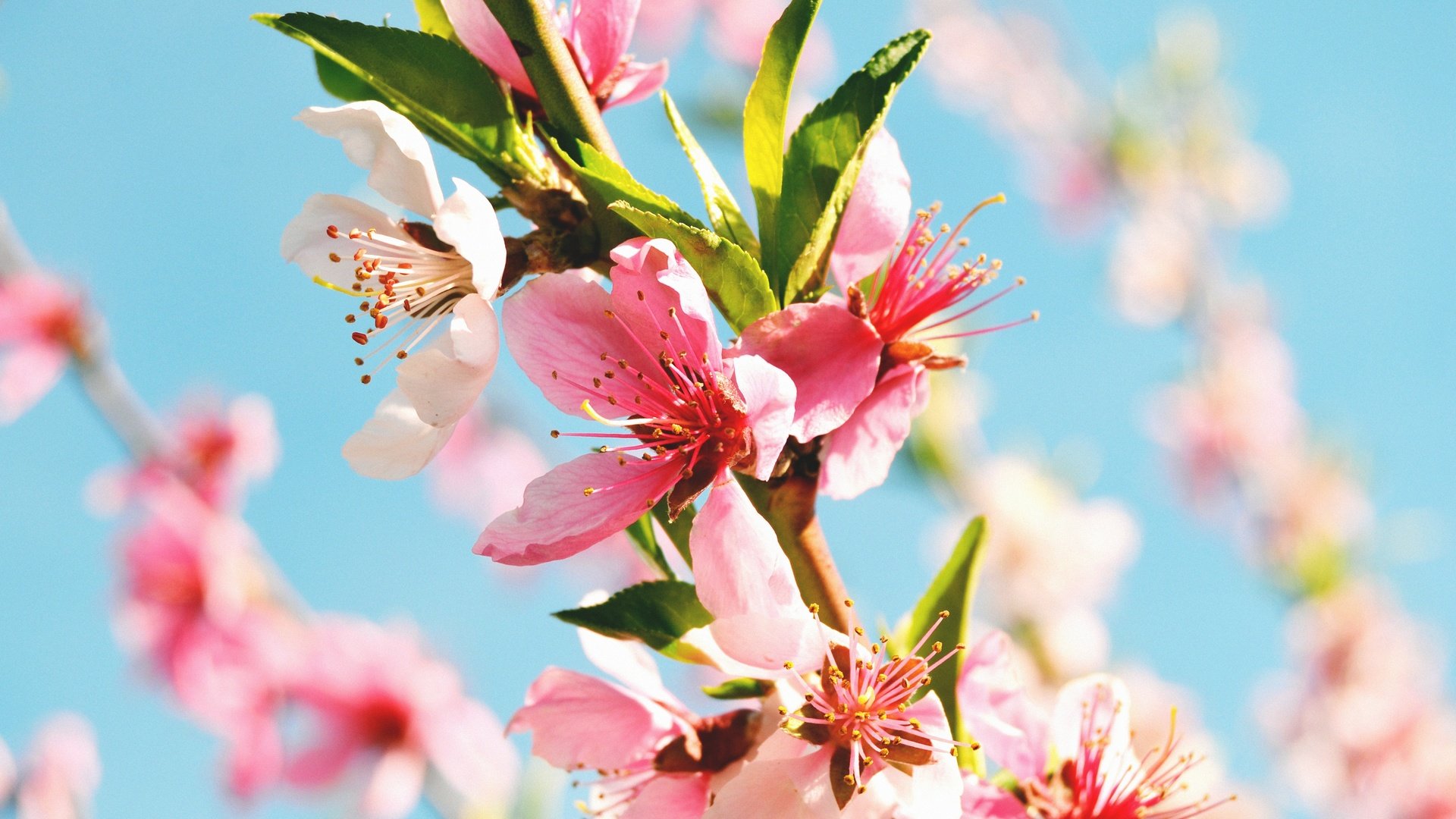 Обои цветы, цветение, макро, весна, ветвь, персиковое дерево, flowers, flowering, macro, spring, branch, peach tree разрешение 4608x3072 Загрузить