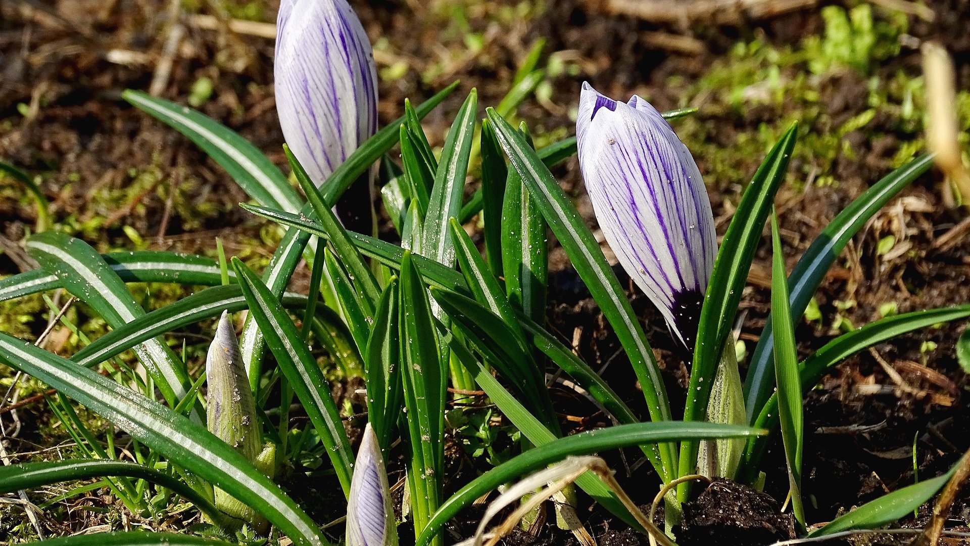 Обои цветы, зелень, весна, крокусы, flowers, greens, spring, crocuses разрешение 5184x3456 Загрузить