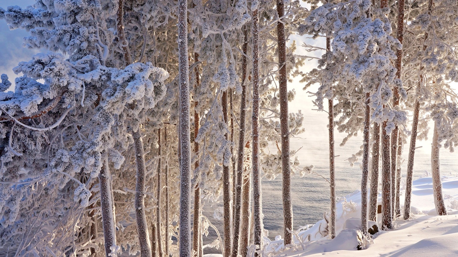 Обои деревья, снег, зима, иней, trees, snow, winter, frost разрешение 2400x1595 Загрузить