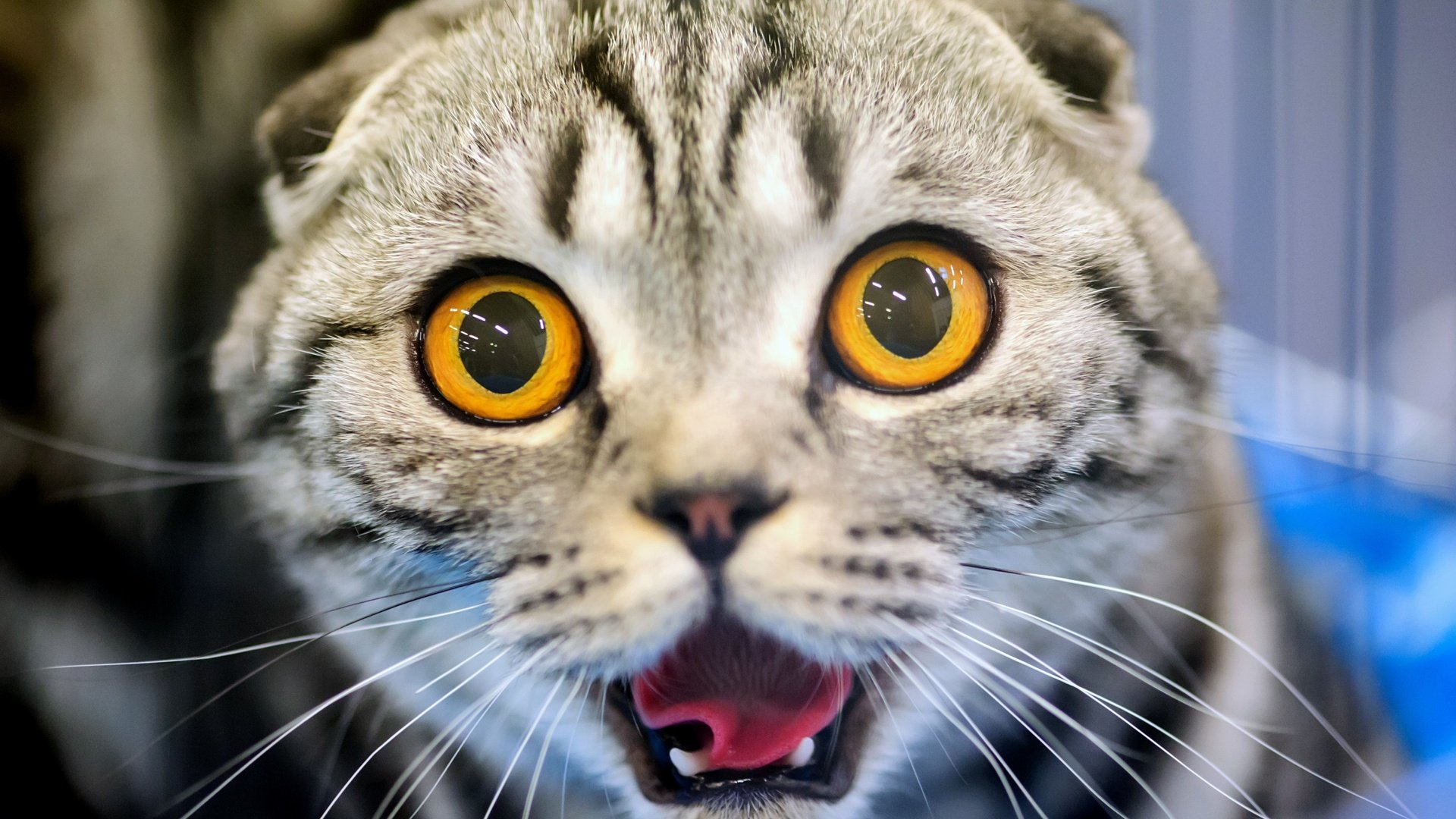 Обои глаза, кот, усы, кошка, клыки, уши, язык, eyes, cat, mustache, fangs, ears, language разрешение 3000x1996 Загрузить