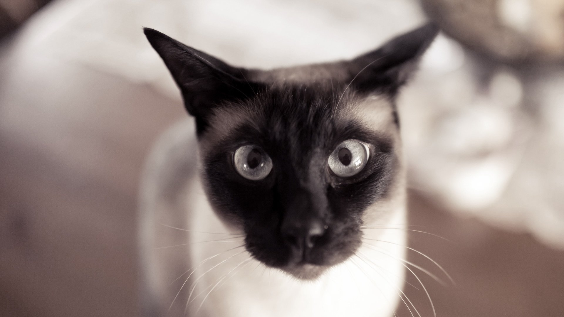 Обои глаза, кот, усы, кошка, взгляд, уши, eyes, cat, mustache, look, ears разрешение 2880x1800 Загрузить