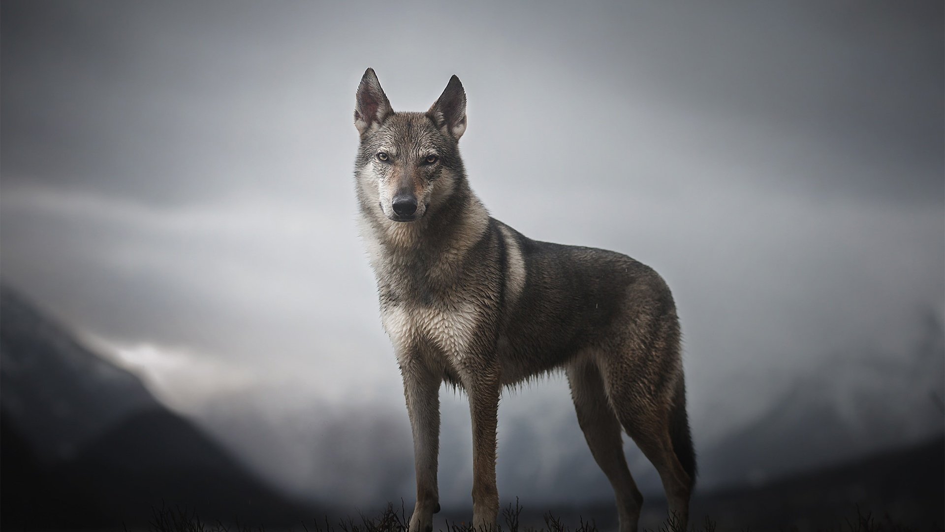 Порода собак чешский волчак