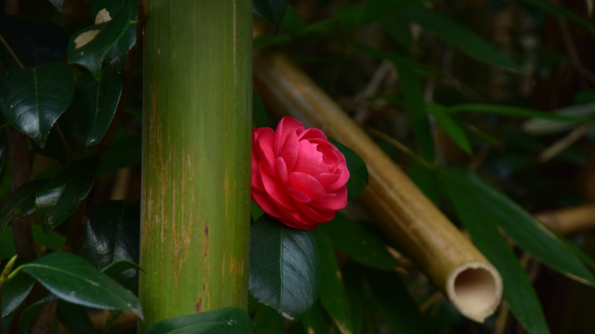 Обои листья, цветок, бутон, камелия, leaves, flower, bud, camellia разрешение 2048x1365 Загрузить