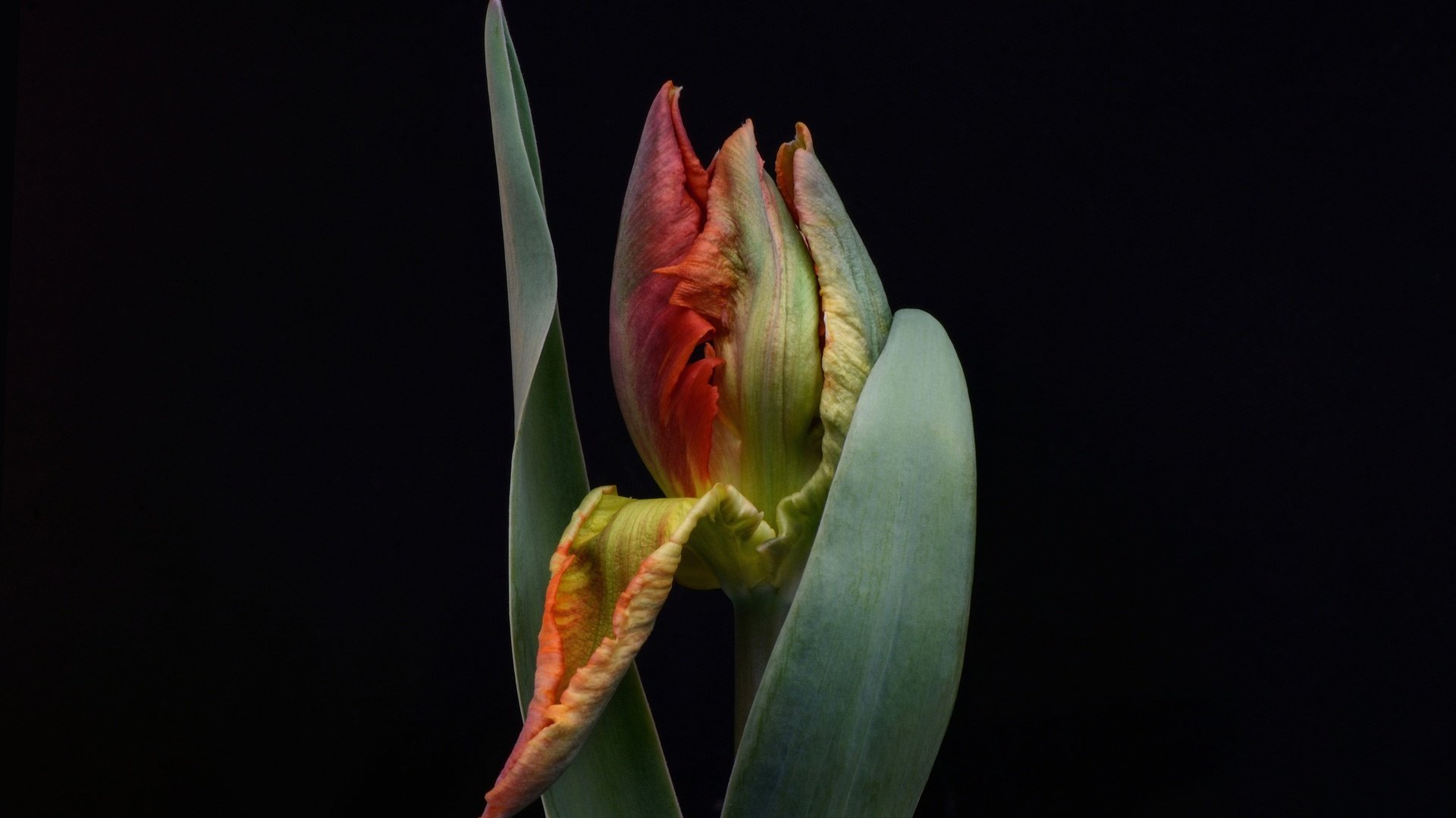 Обои листья, цветок, бутон, черный фон, тюльпан, leaves, flower, bud, black background, tulip разрешение 2048x1264 Загрузить