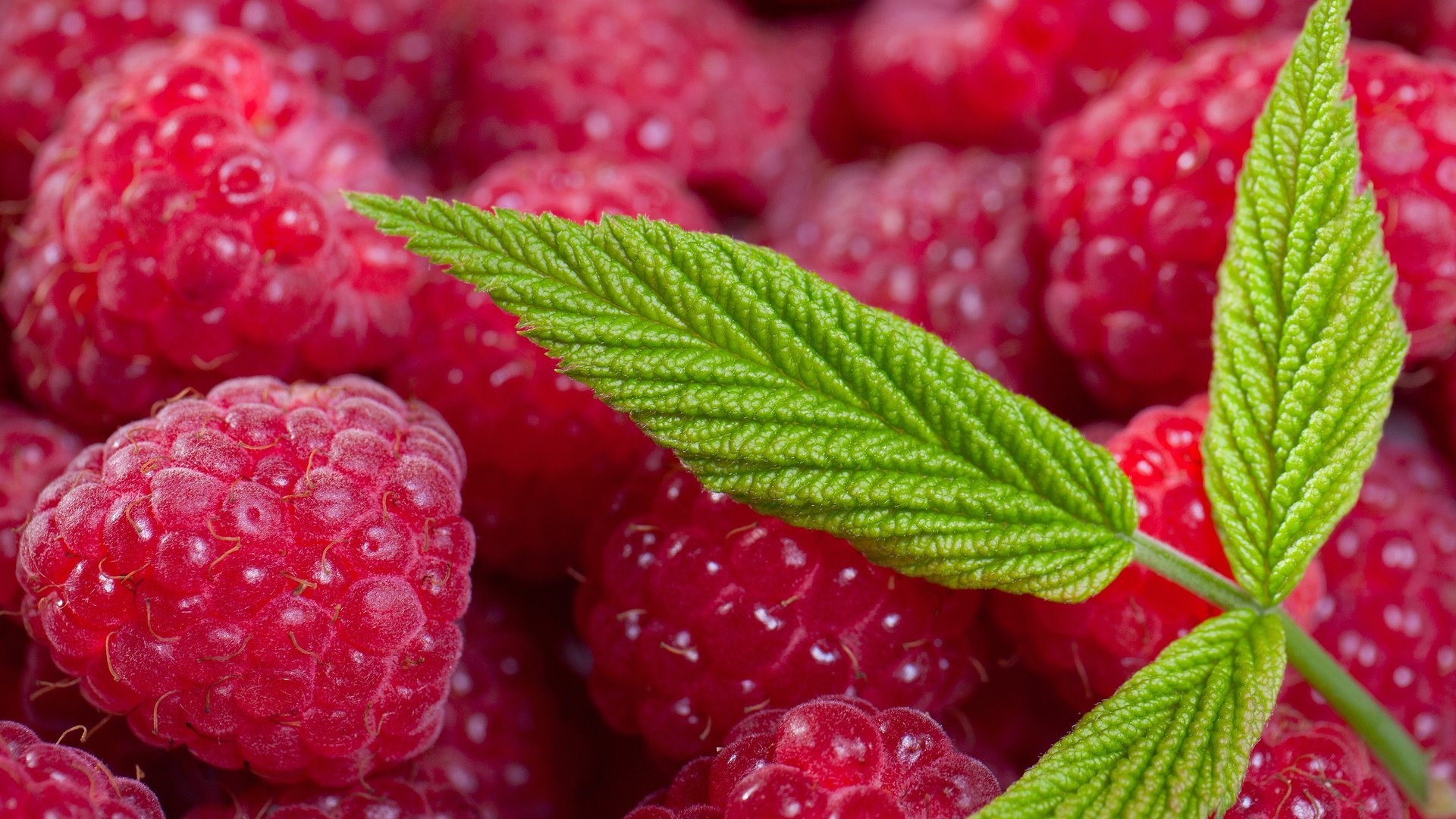 Обои листья, макро, малина, лето, ягоды, leaves, macro, raspberry, summer, berries разрешение 3000x1855 Загрузить