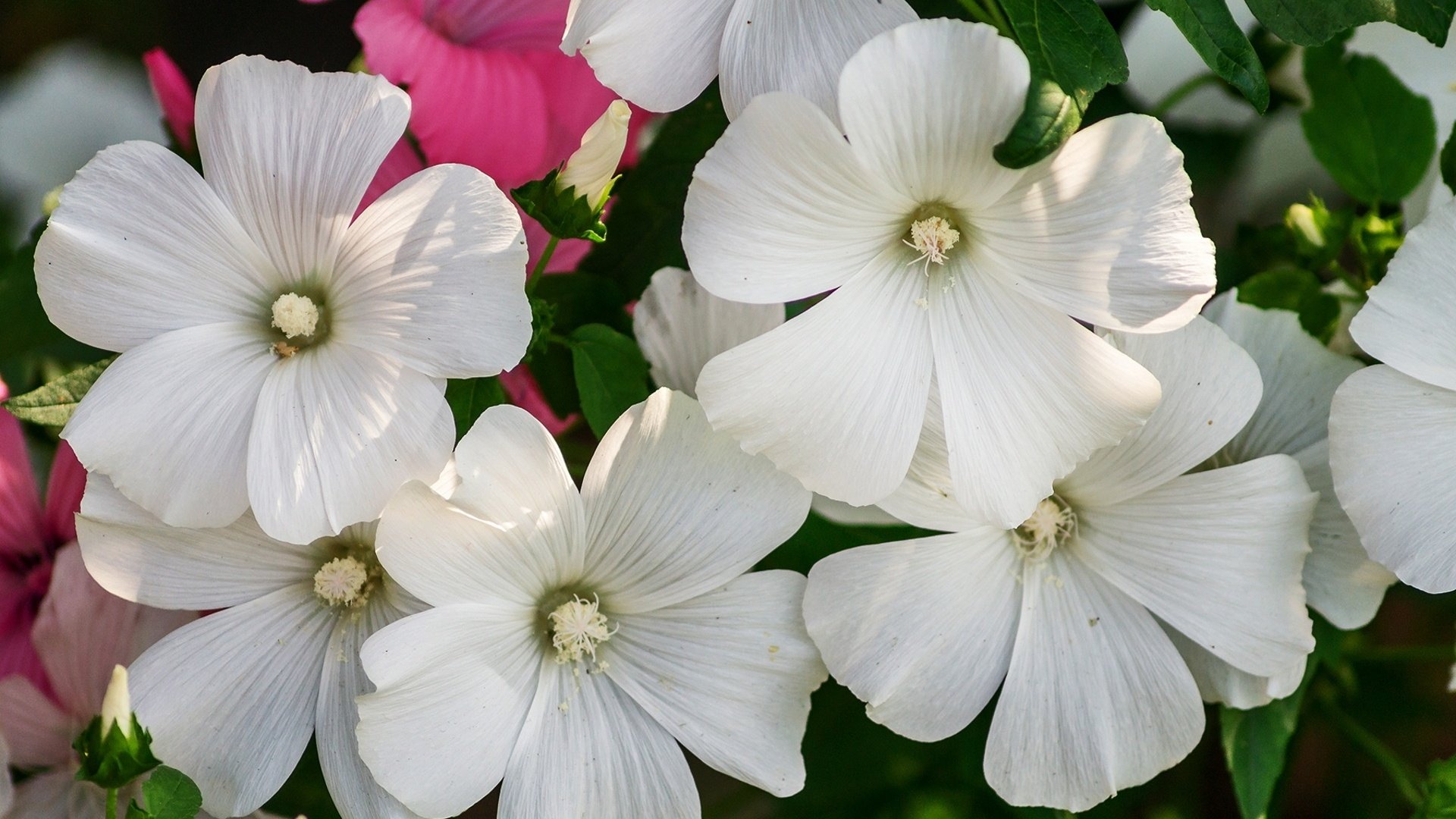 Обои цветы, макро, лепестки, лаватера, flowers, macro, petals, lavatera разрешение 1920x1278 Загрузить