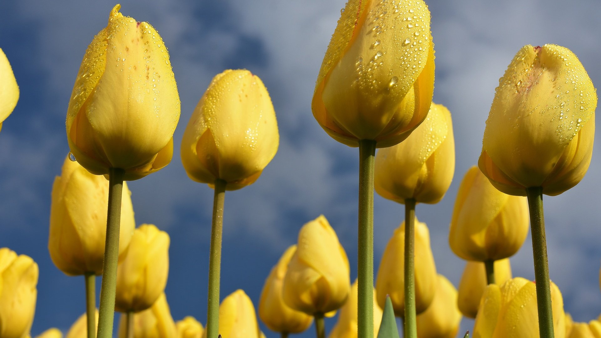 Обои небо, цветы, бутоны, весна, тюльпаны, желтые, the sky, flowers, buds, spring, tulips, yellow разрешение 2048x1365 Загрузить