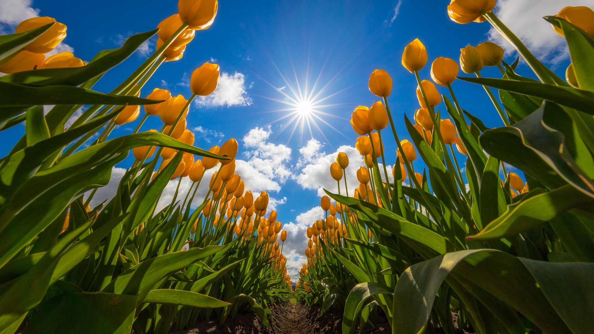 Обои небо, цветы, облака, поле, тюльпаны, жёлтые тюльпаны, the sky, flowers, clouds, field, tulips, yellow tulips разрешение 2048x1365 Загрузить