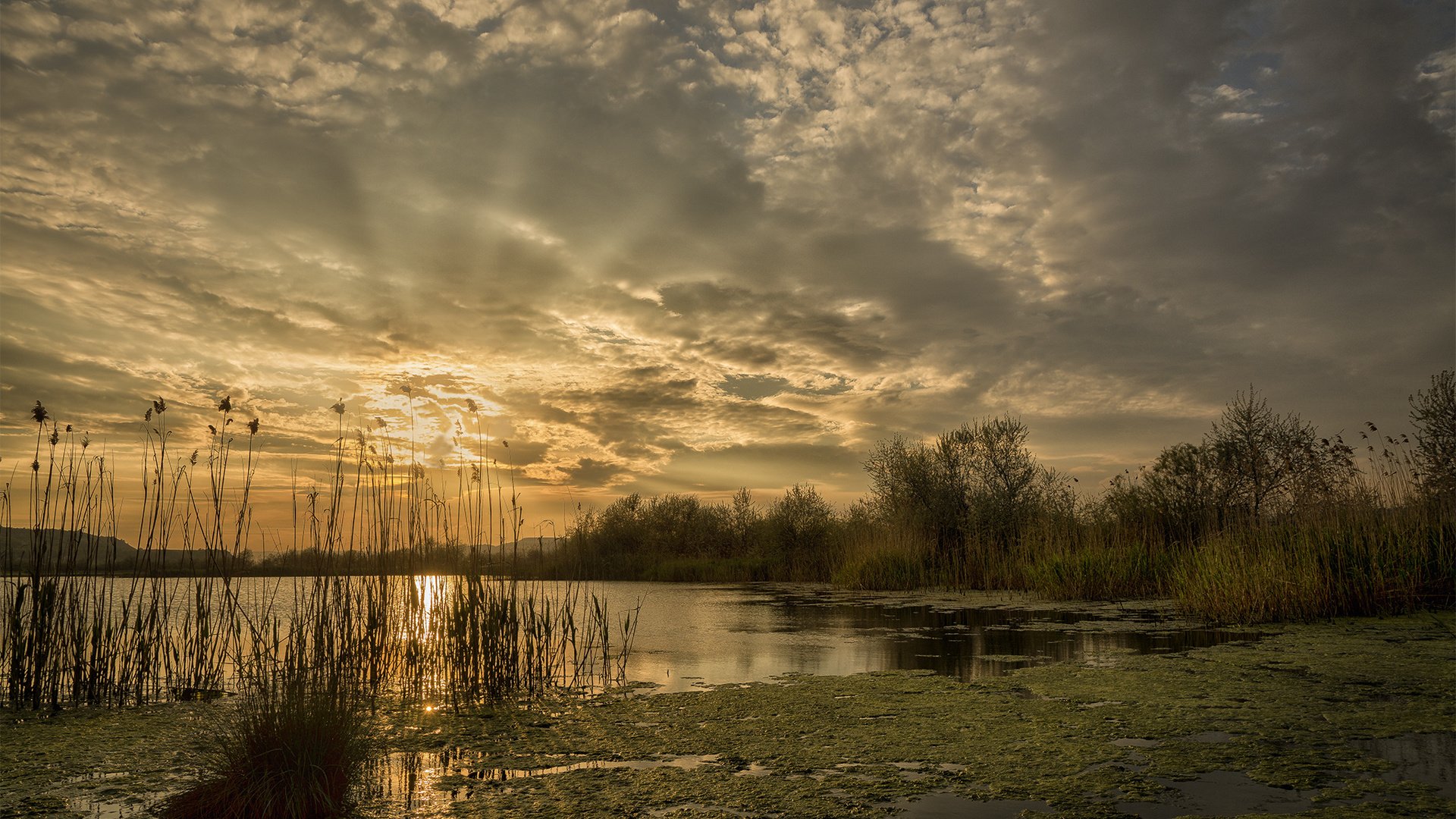 Обои небо, облака, озеро, лучи, рассвет, камыш, тина, заря, the sky, clouds, lake, rays, dawn, reed, tina разрешение 2048x1365 Загрузить