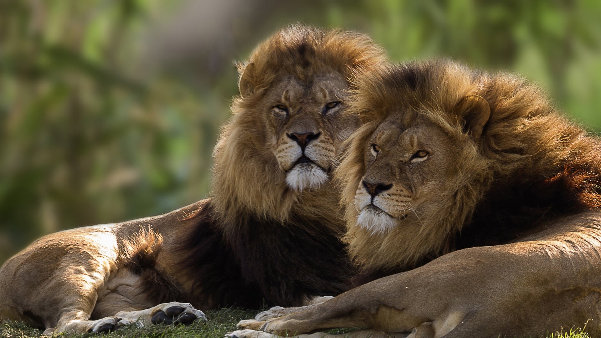 Обои пара, львы, братья, pair, lions, brothers разрешение 2584x1440 Загрузить