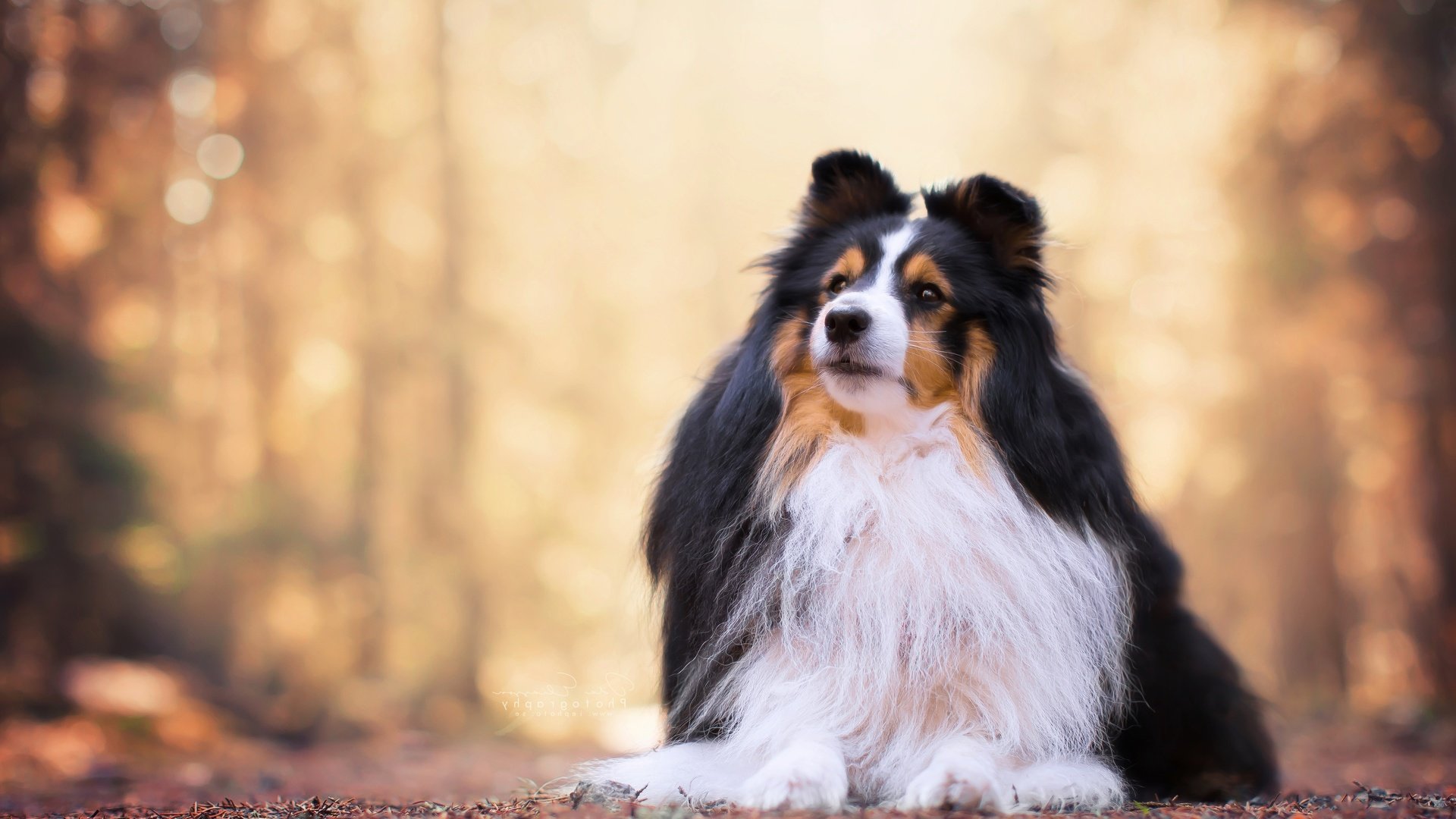 Обои портрет, собака, боке, шелти, шетландская овчарка, portrait, dog, bokeh, sheltie, shetland sheepdog разрешение 4940x3293 Загрузить