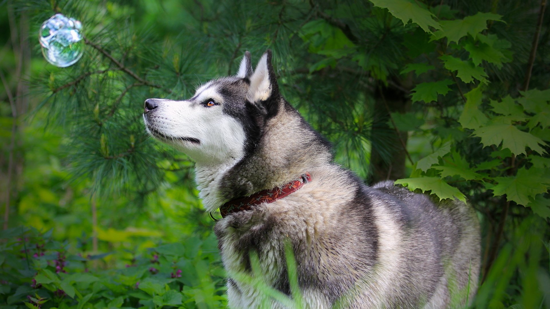 Обои природа, лес, лето, собака, хаски, ошейник, nature, forest, summer, dog, husky, collar разрешение 2560x1600 Загрузить