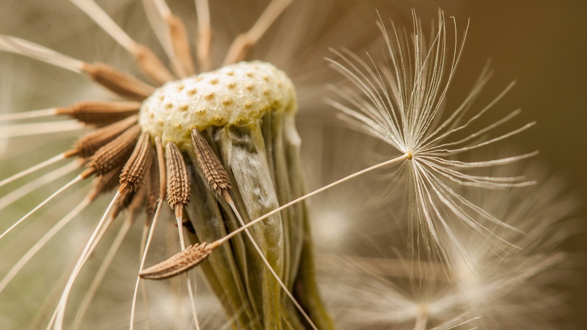 Обои природа, макро, цветок, одуванчик, семена, пушинки, былинки, nature, macro, flower, dandelion, seeds, fuzzes, blade разрешение 1920x1200 Загрузить