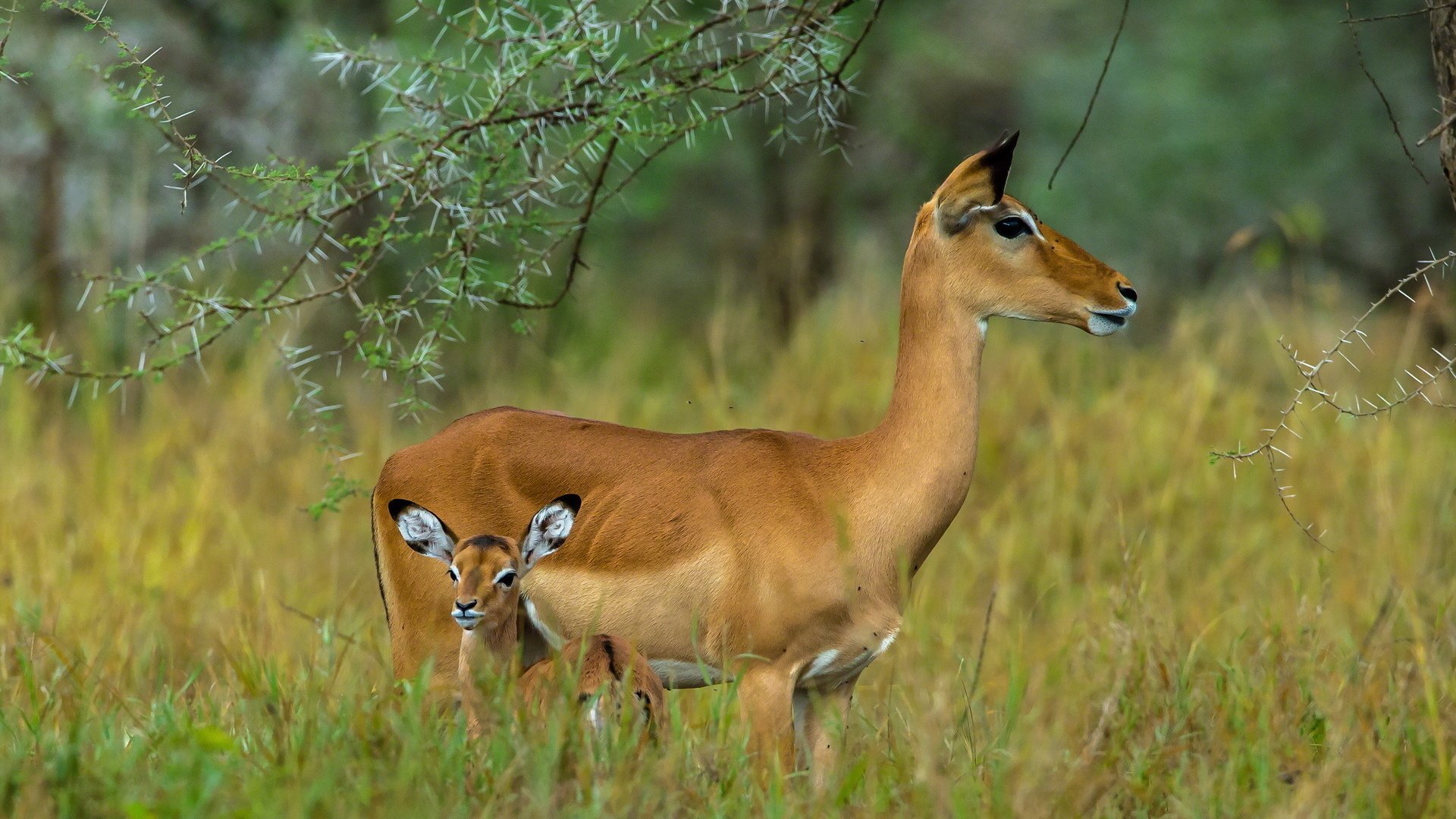 Обои ребенок, серенгети, мать, антилопы, танзания, child, serengeti, mother, antelope, tanzania разрешение 1920x1200 Загрузить