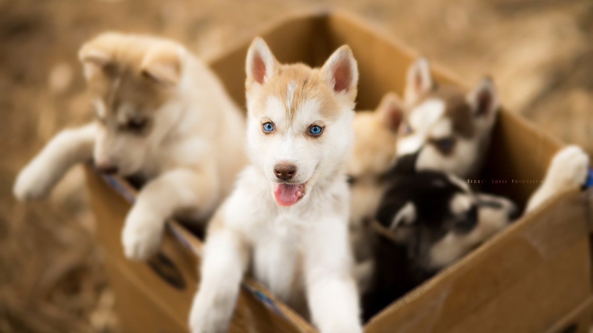 Обои хаски, щенки, собаки, ящик, andrés lópez, husky, puppies, dogs, box разрешение 3000x2003 Загрузить