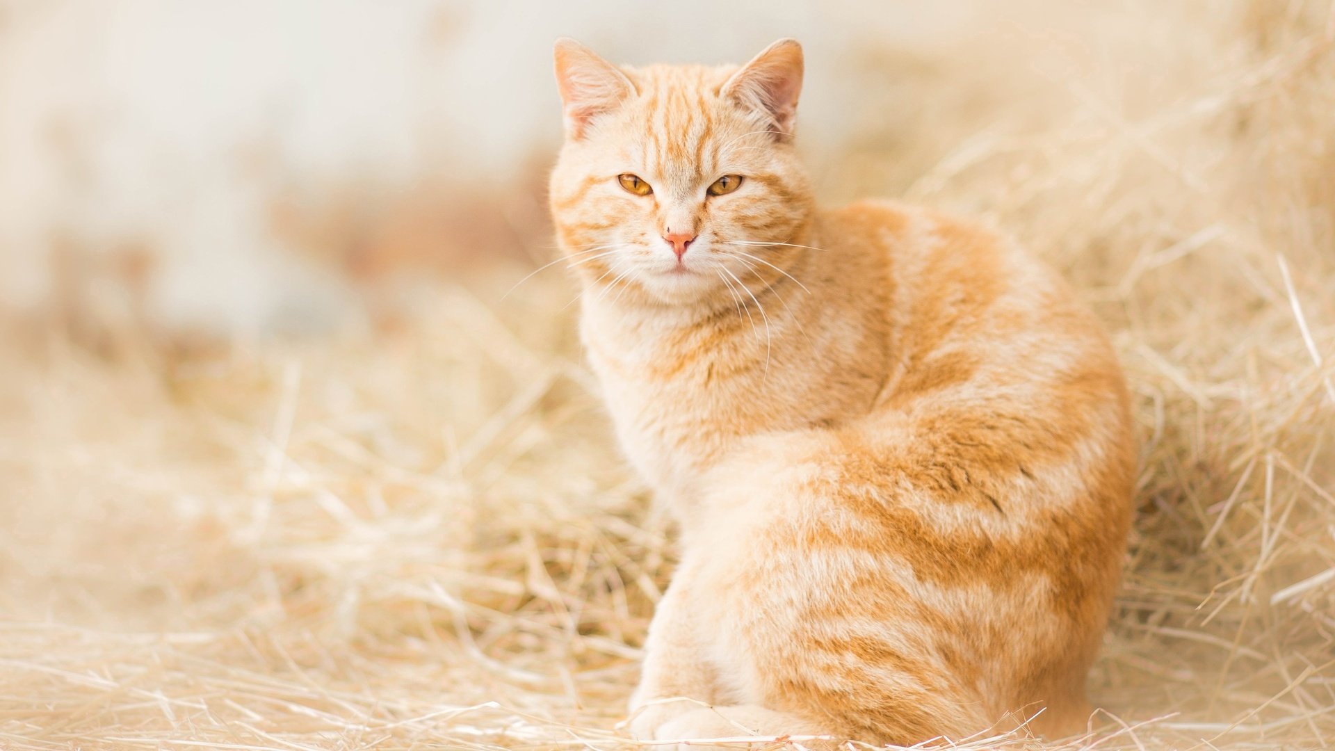 Обои сено, кошка, взгляд, рыжая, рыжий кот, hay, cat, look, red, red cat разрешение 3600x2400 Загрузить
