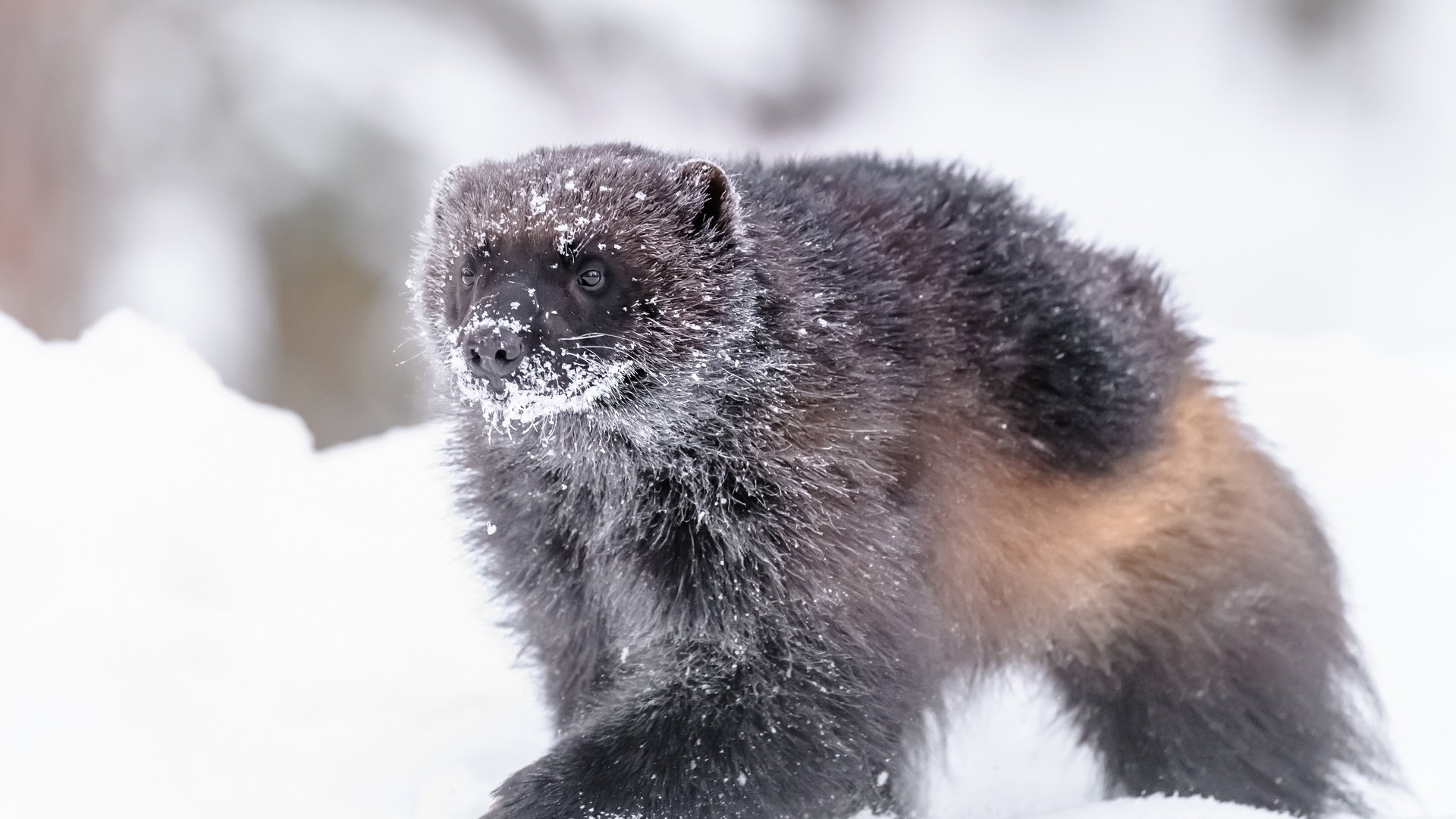 Обои снег, зима, животное, росомаха, snow, winter, animal, wolverine разрешение 5156x3200 Загрузить