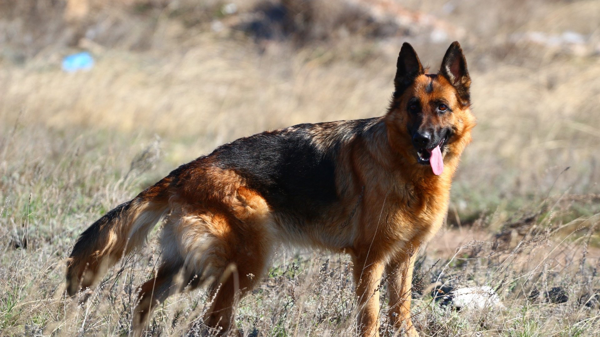 Обои собака, язык, степь, немецкая овчарка, dog, language, the steppe, german shepherd разрешение 1920x1280 Загрузить