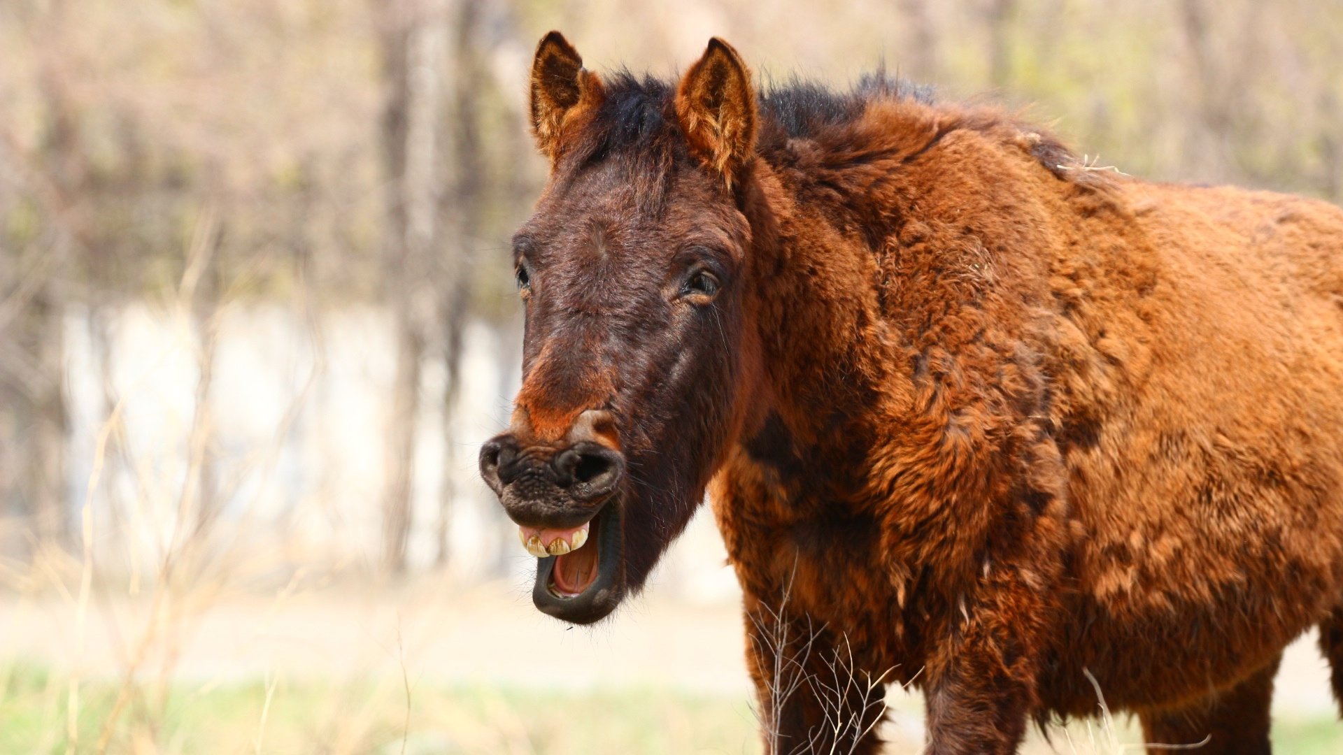 Обои лошадь, конь, степь, смех, жеребенок, horse, the steppe, laughter, foal разрешение 1920x1280 Загрузить