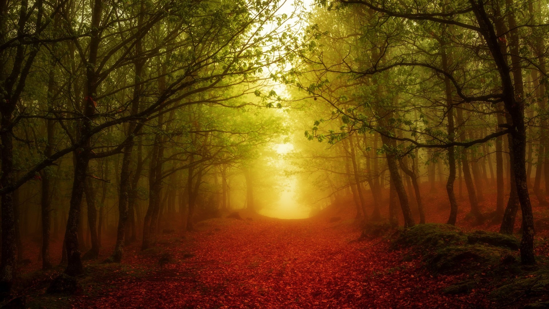 Обои свет, дорога, деревья, лес, листья, туман, осень, цвет, light, road, trees, forest, leaves, fog, autumn, color разрешение 2560x1707 Загрузить