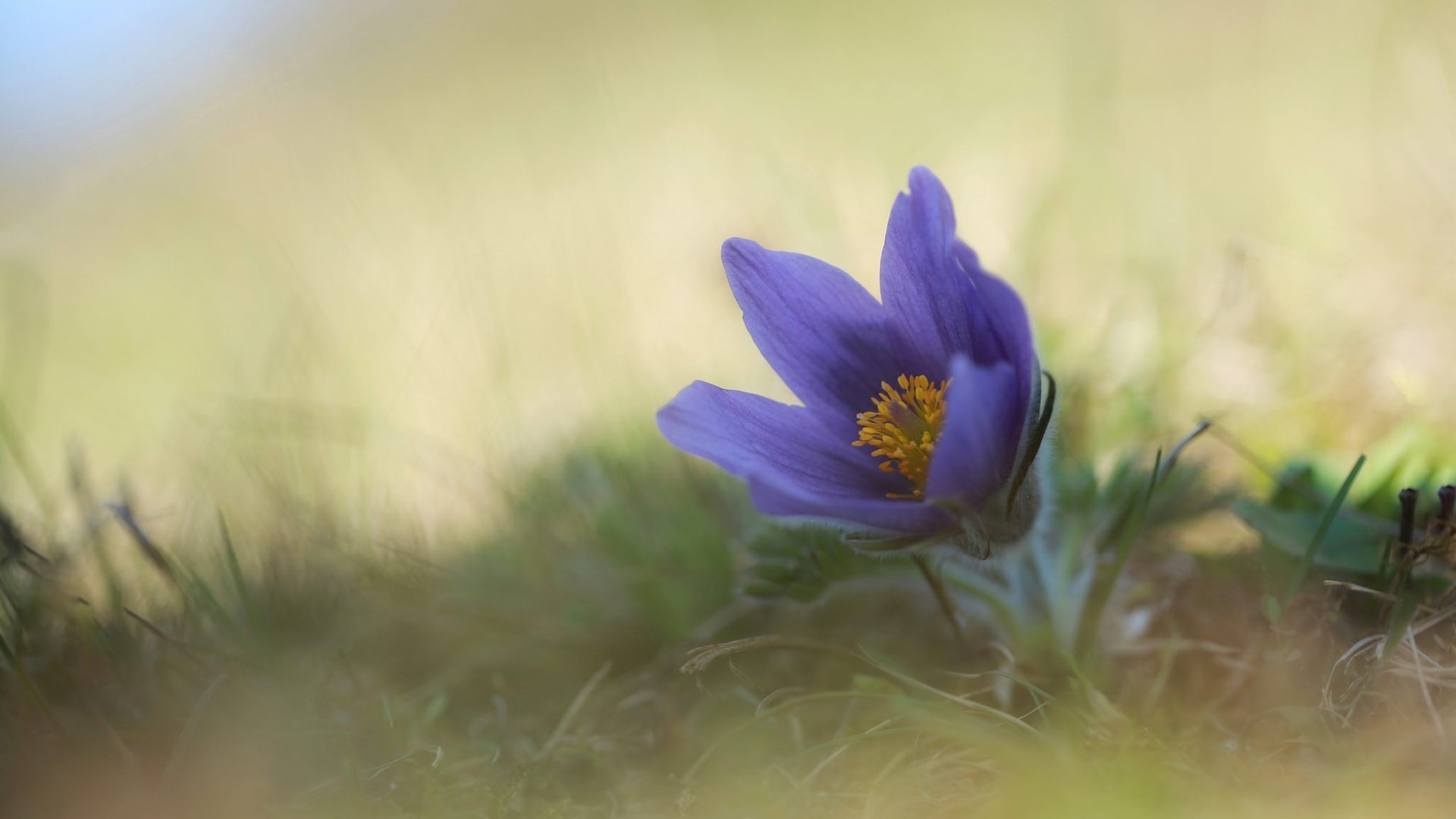 Обои цветок, весна, анемон, сон-трава, прострел, flower, spring, anemone, sleep-grass, cross разрешение 2048x1365 Загрузить