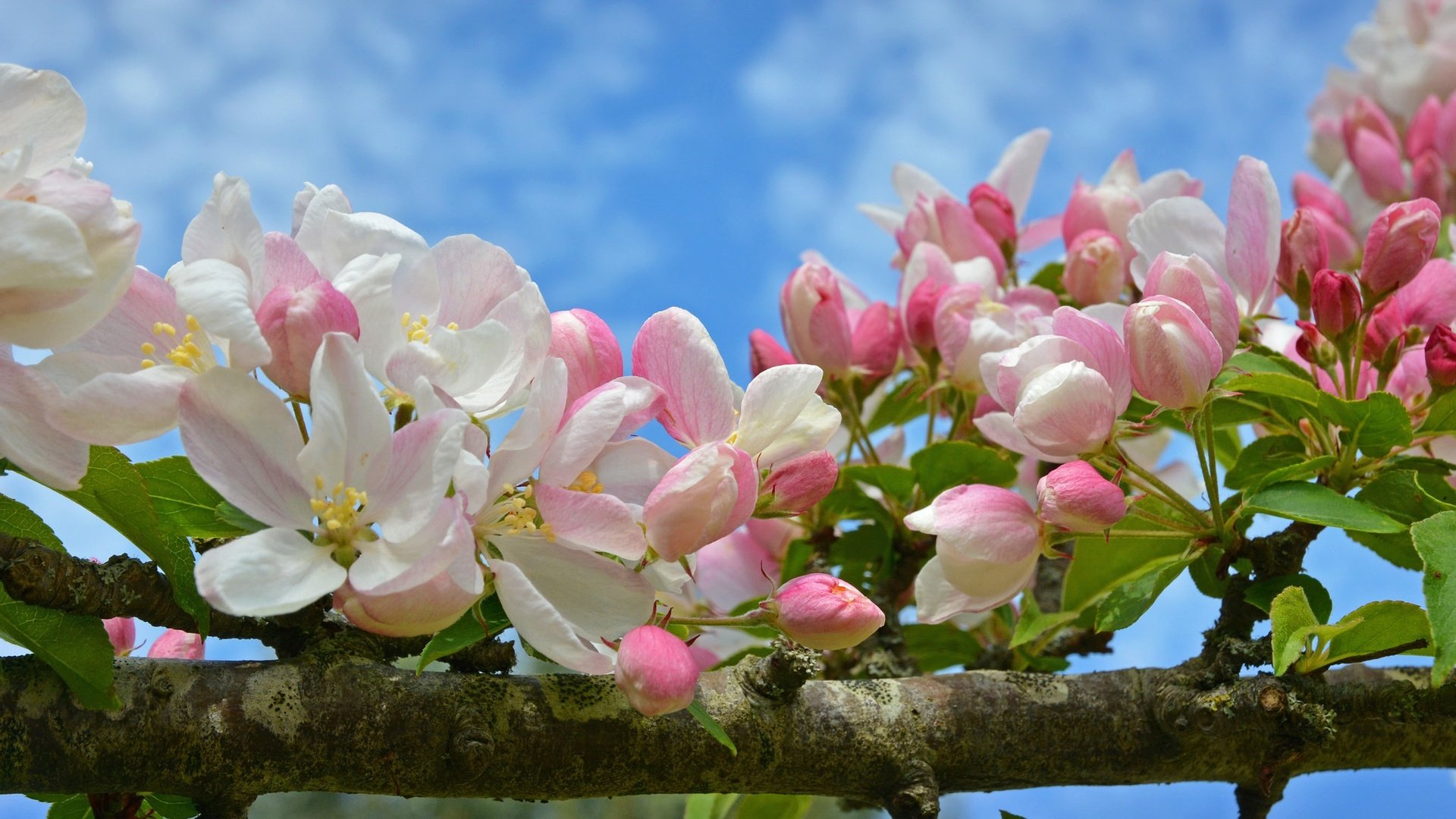 Обои ветка, цветение, макро, весна, яблоня, цветки, бутончики, branch, flowering, macro, spring, apple, flowers, buds разрешение 2048x1289 Загрузить