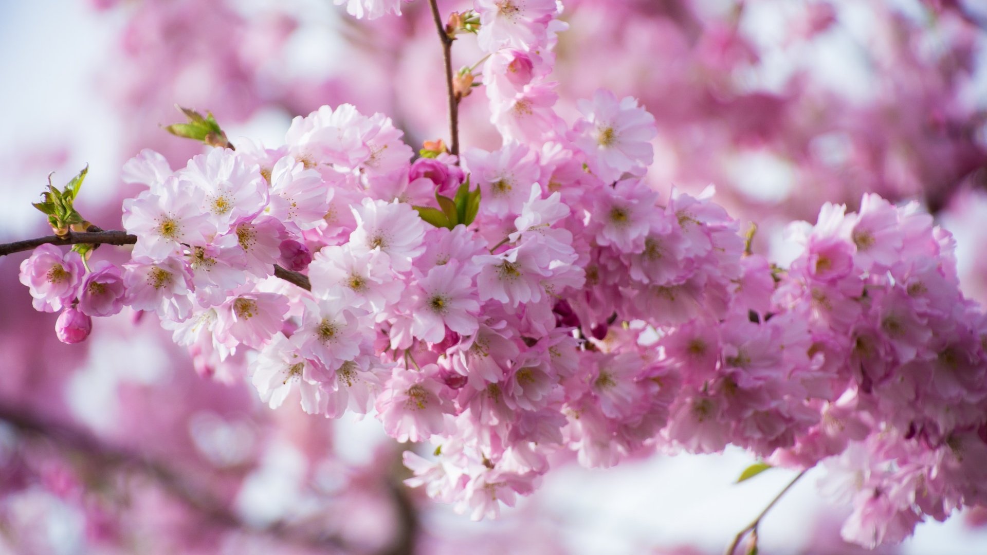 Обои ветка, цветение, весна, розовые, сакура, branch, flowering, spring, pink, sakura разрешение 2048x1365 Загрузить