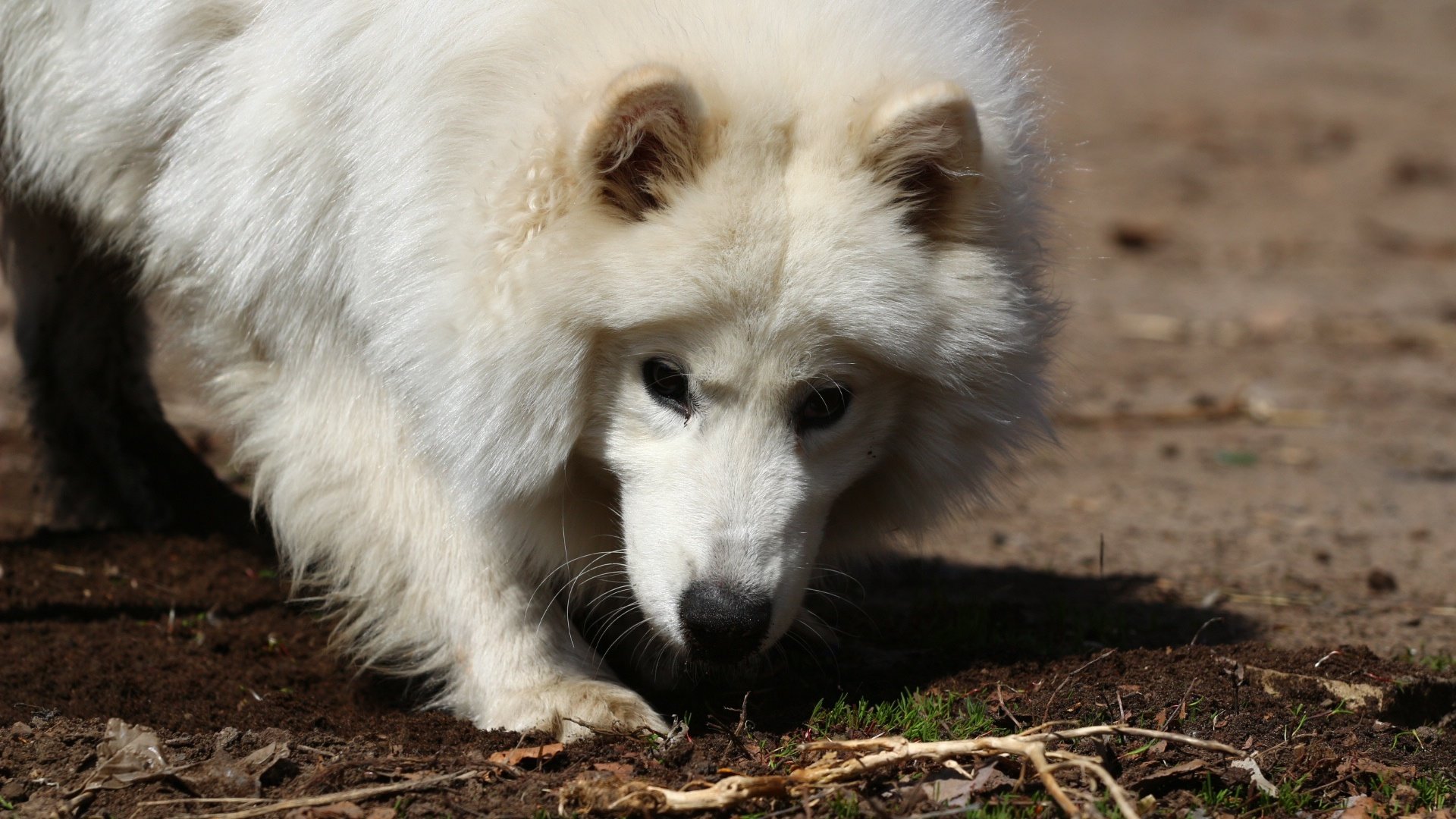 Обои взгляд, белый, собака, травка, лайка, самоед, look, white, dog, weed, laika, samoyed разрешение 1920x1280 Загрузить